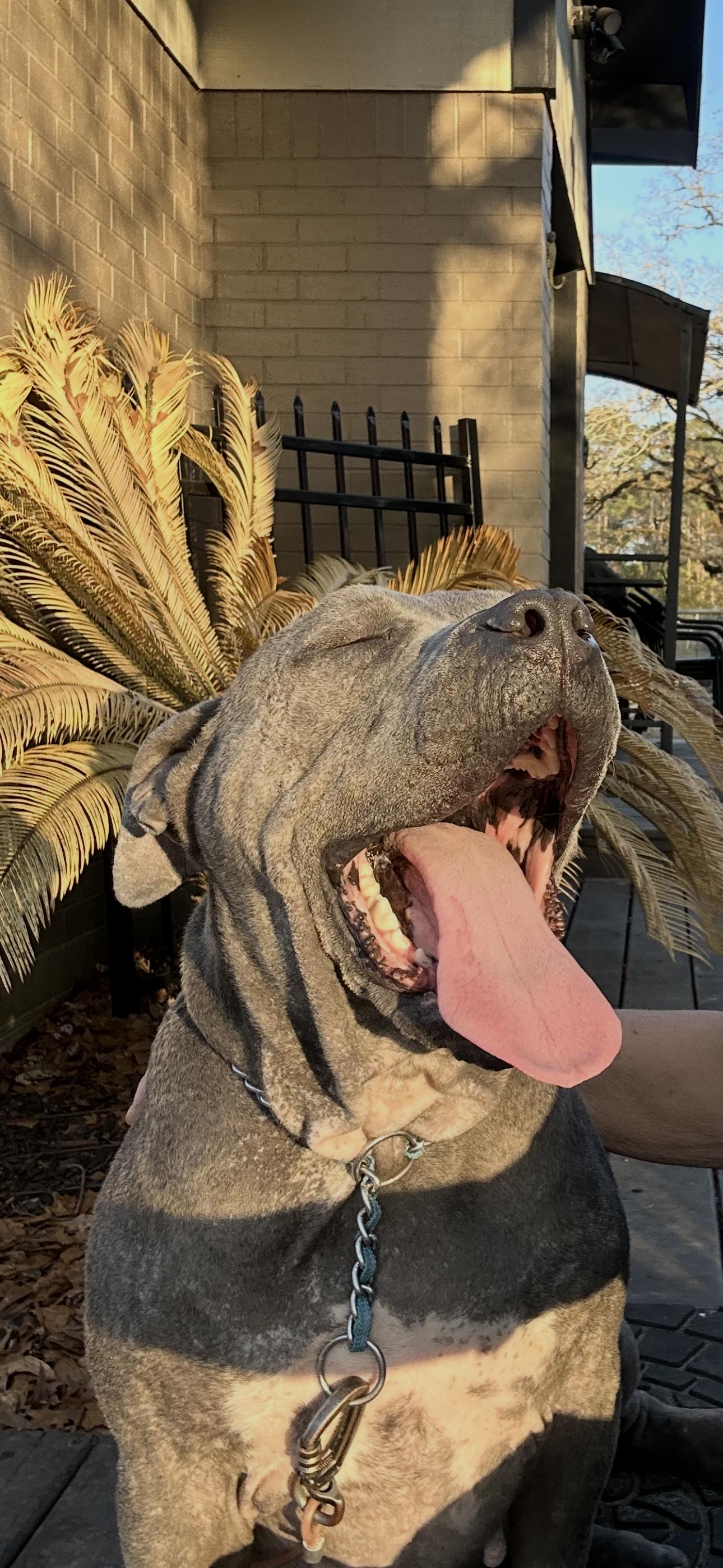 Evie, ADOPTABLE, Adult Female Pit Bull Terrier.