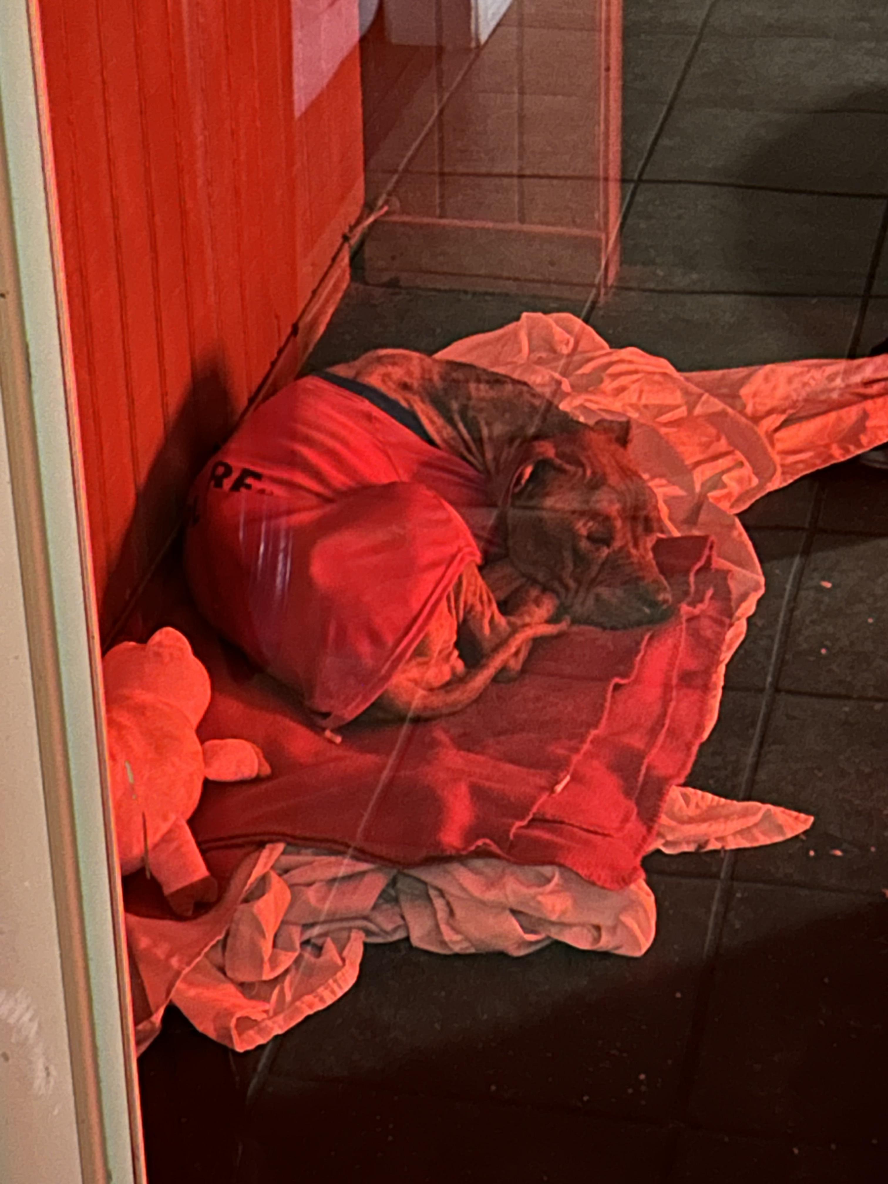 Evie, a ADOPTABLE Pit Bull Terrier in Lufkin, TX image 2/6