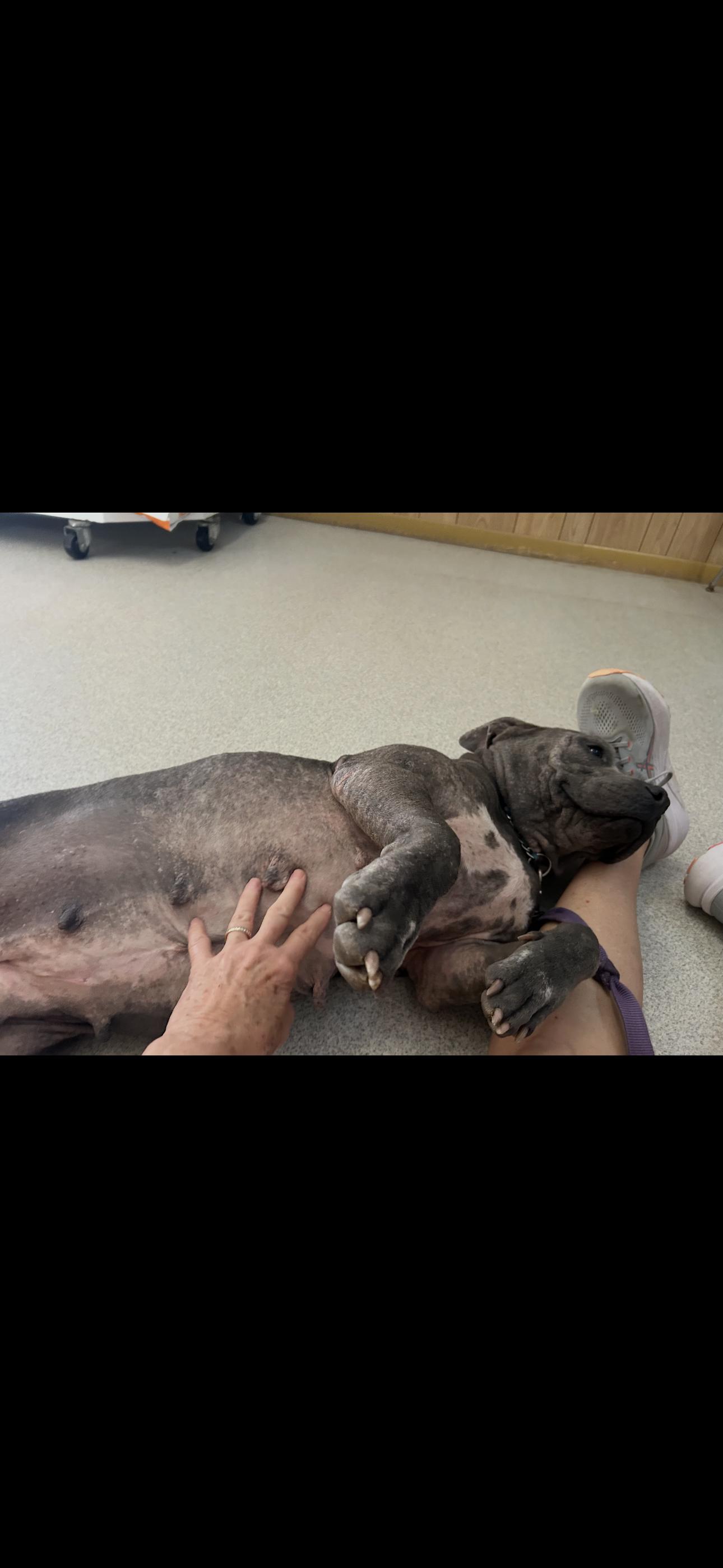 Evie, a ADOPTABLE Pit Bull Terrier in Lufkin, TX image 3/6