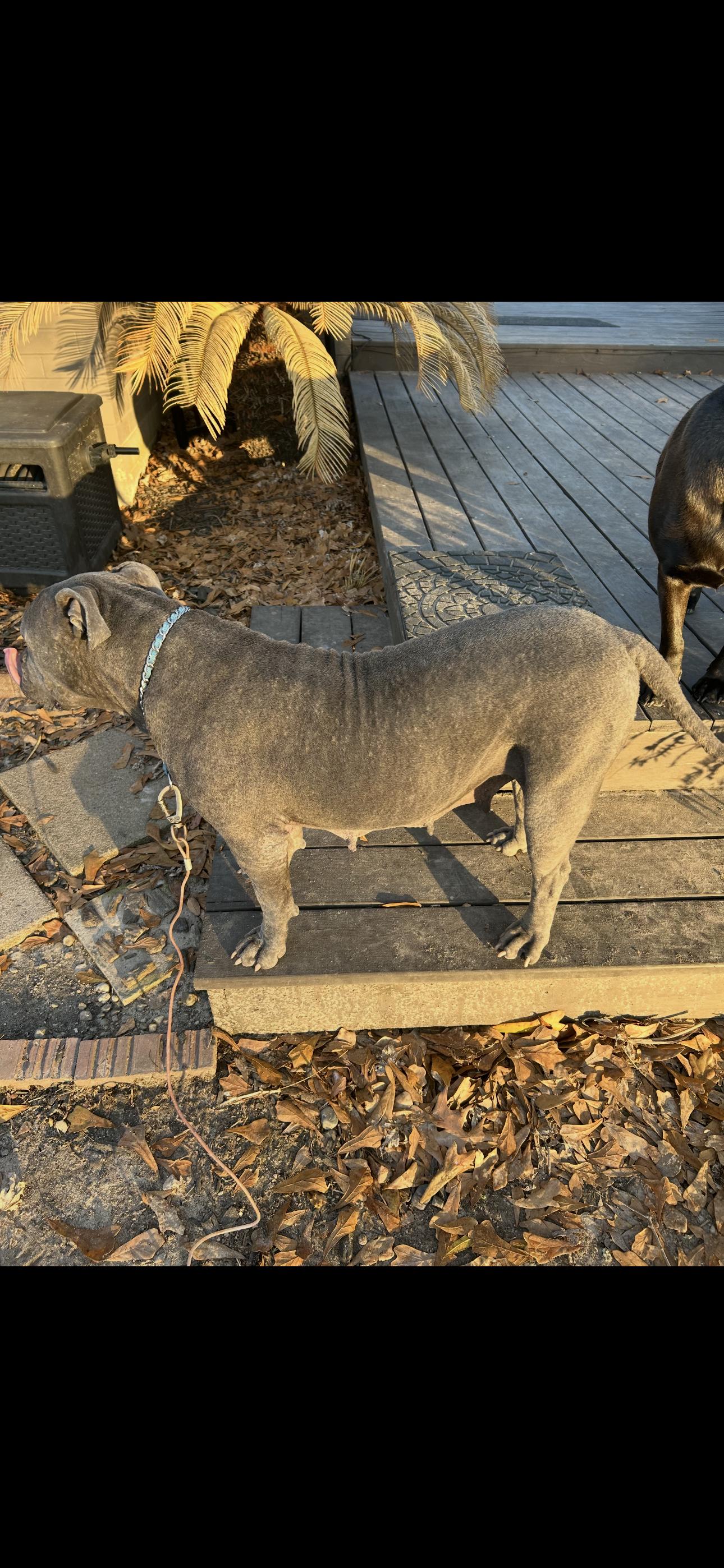 Evie, a ADOPTABLE Pit Bull Terrier in Lufkin, TX image 4/6