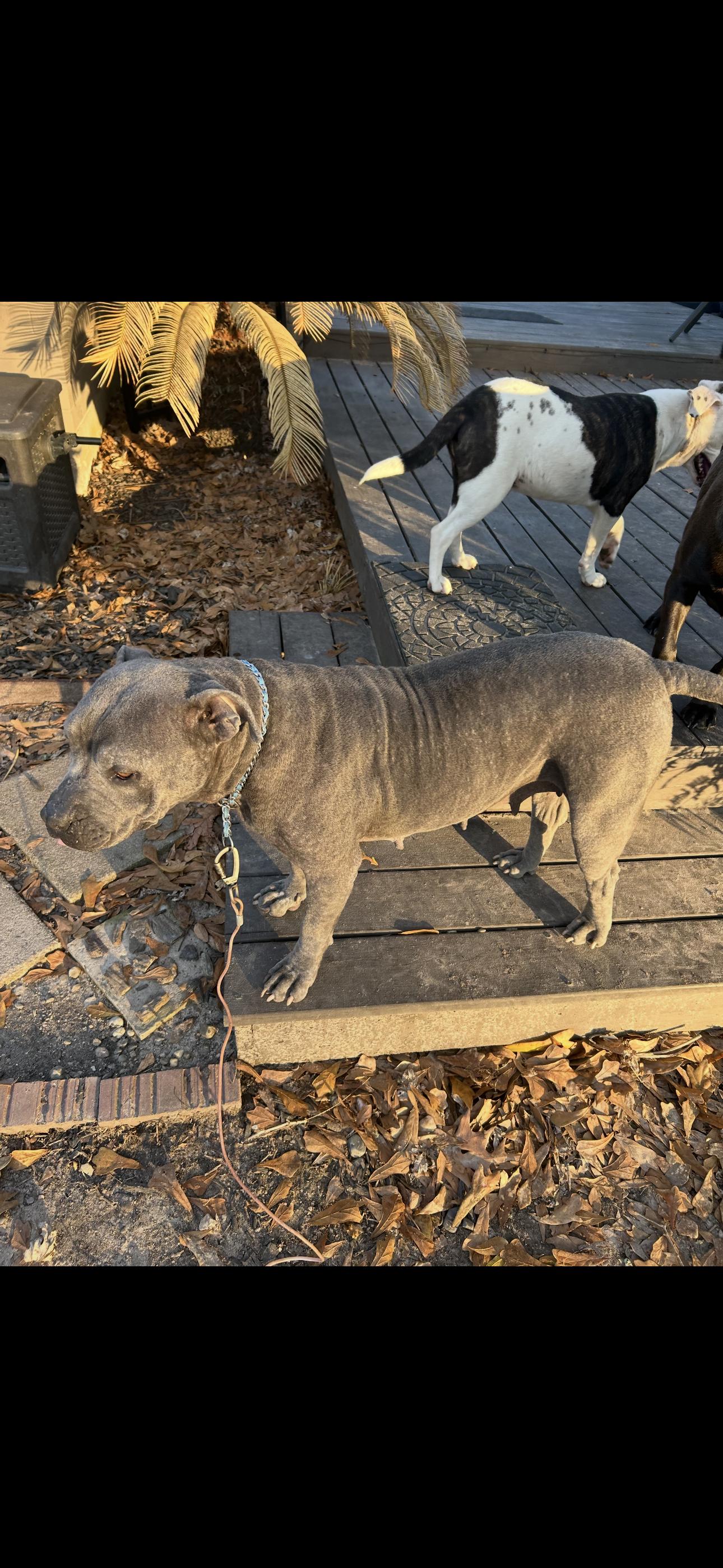 Evie, a ADOPTABLE Pit Bull Terrier in Lufkin, TX image 5/6