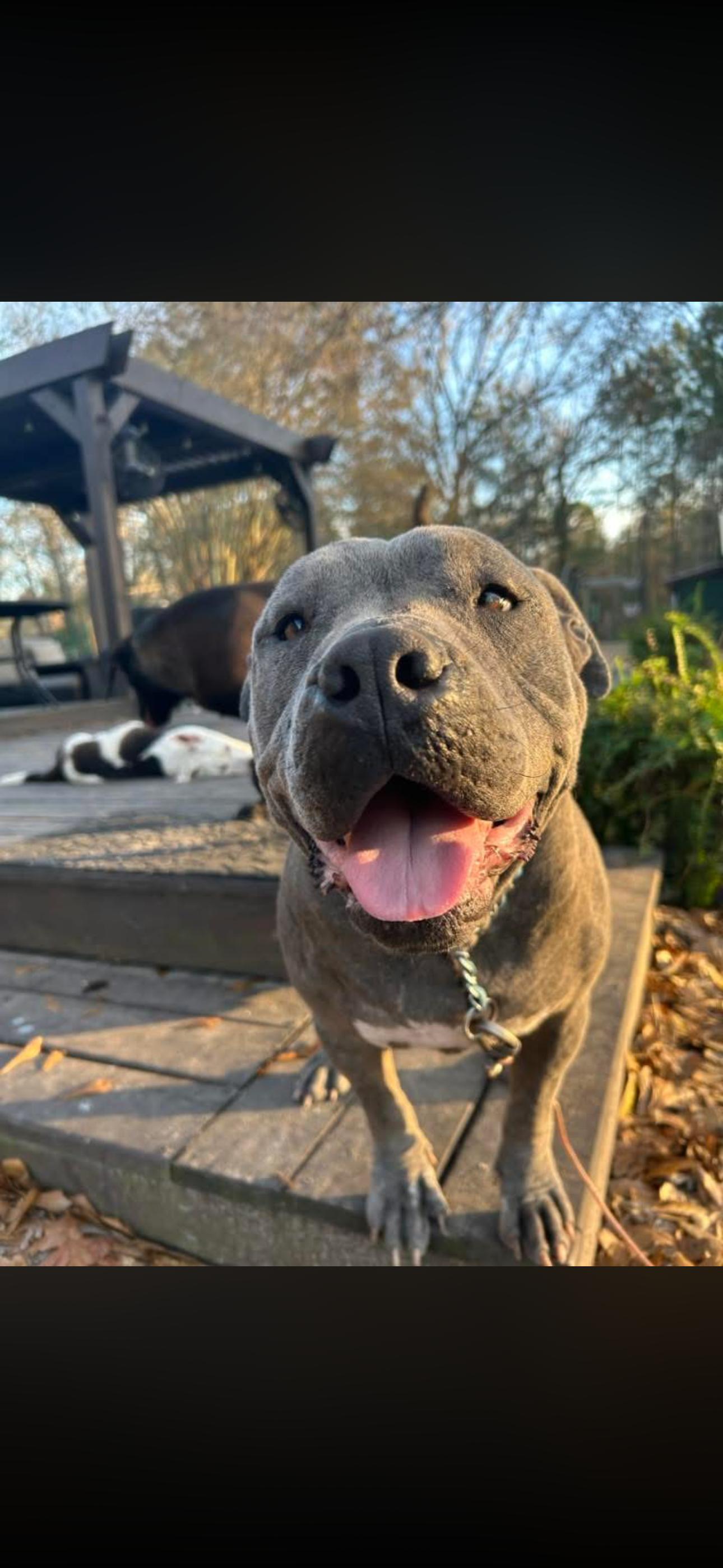 Evie, a ADOPTABLE Pit Bull Terrier in Lufkin, TX image 6/6