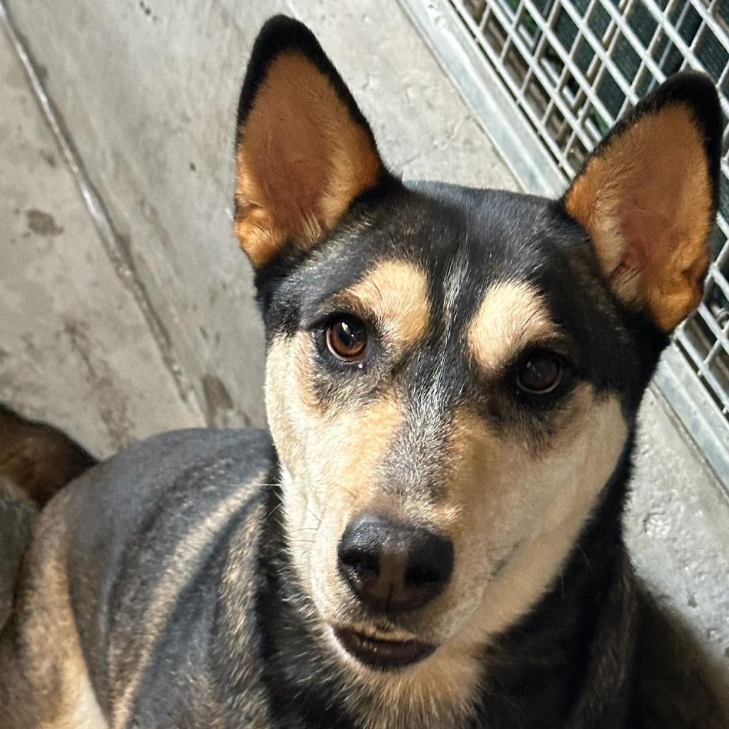 Enlarge Daisy A2237389, a Adoptable Shepherd in Mission Hills, CA image 1/2