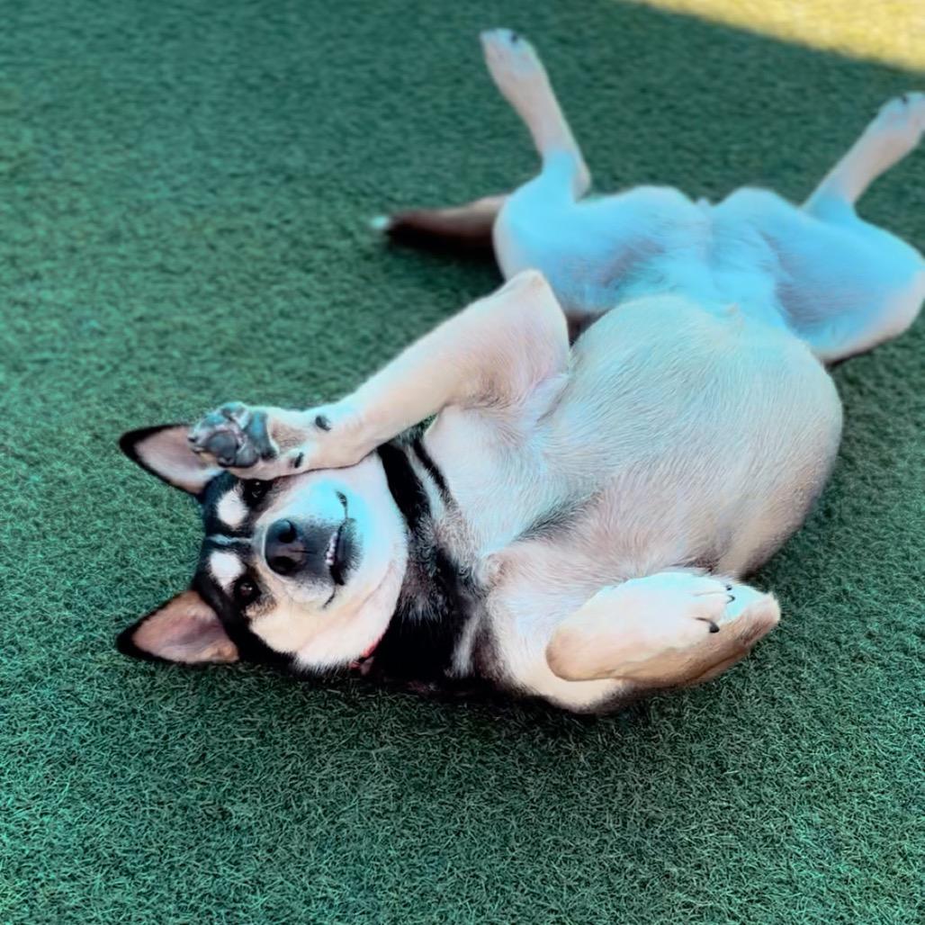 Enlarge Daisy A2237389, a Adoptable Shepherd in Mission Hills, CA image 2/2