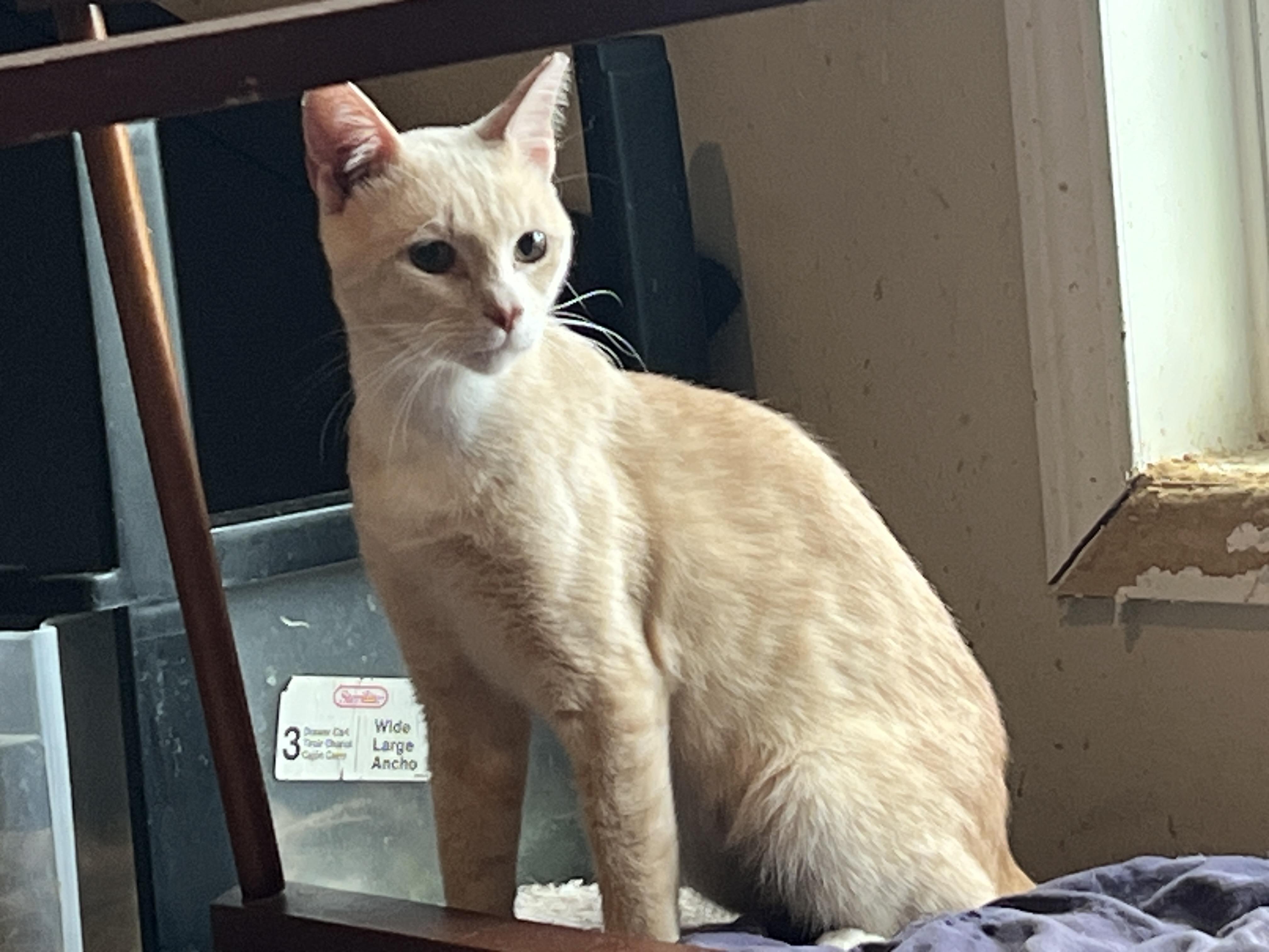 Cream, Adoptable, Young Male Domestic Medium Hair.