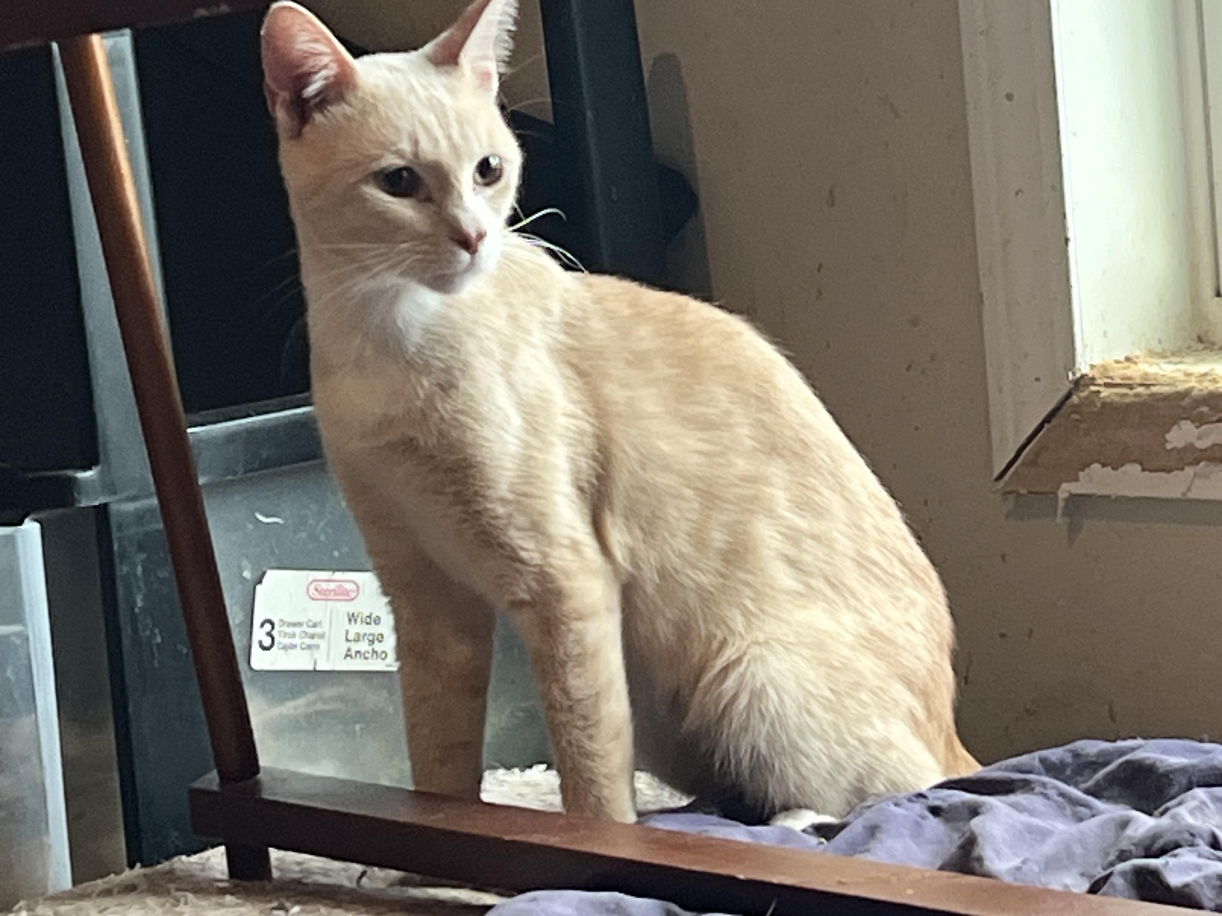 Cream, Adoptable, Young Male Domestic Medium Hair.
