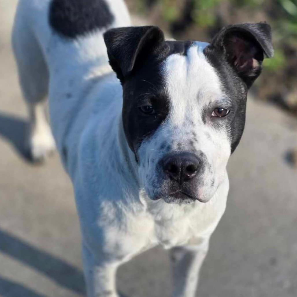 Theo, Adoptable, Young Male Mixed Breed & Pit Bull Terrier.