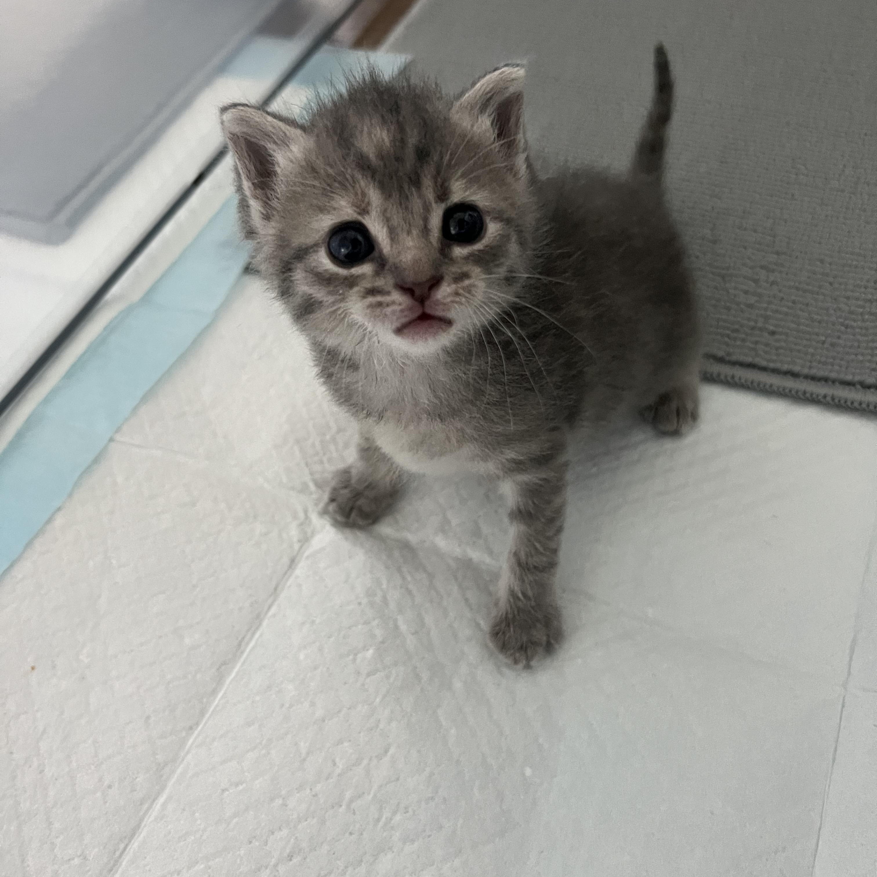 Enlarge Oy, a Adopted Domestic Short Hair in Greensboro, NC image 1/1