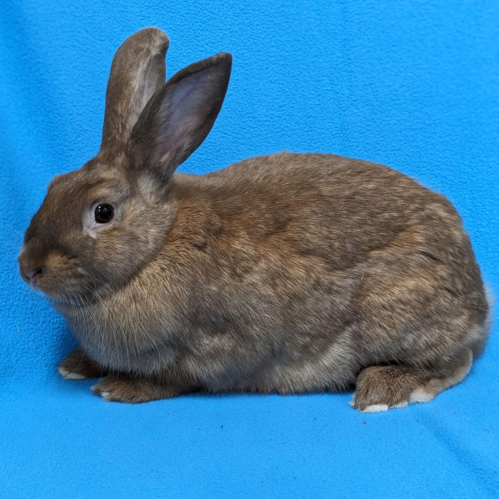 Sandrine, Adoptable, Young Female American & Harlequin.