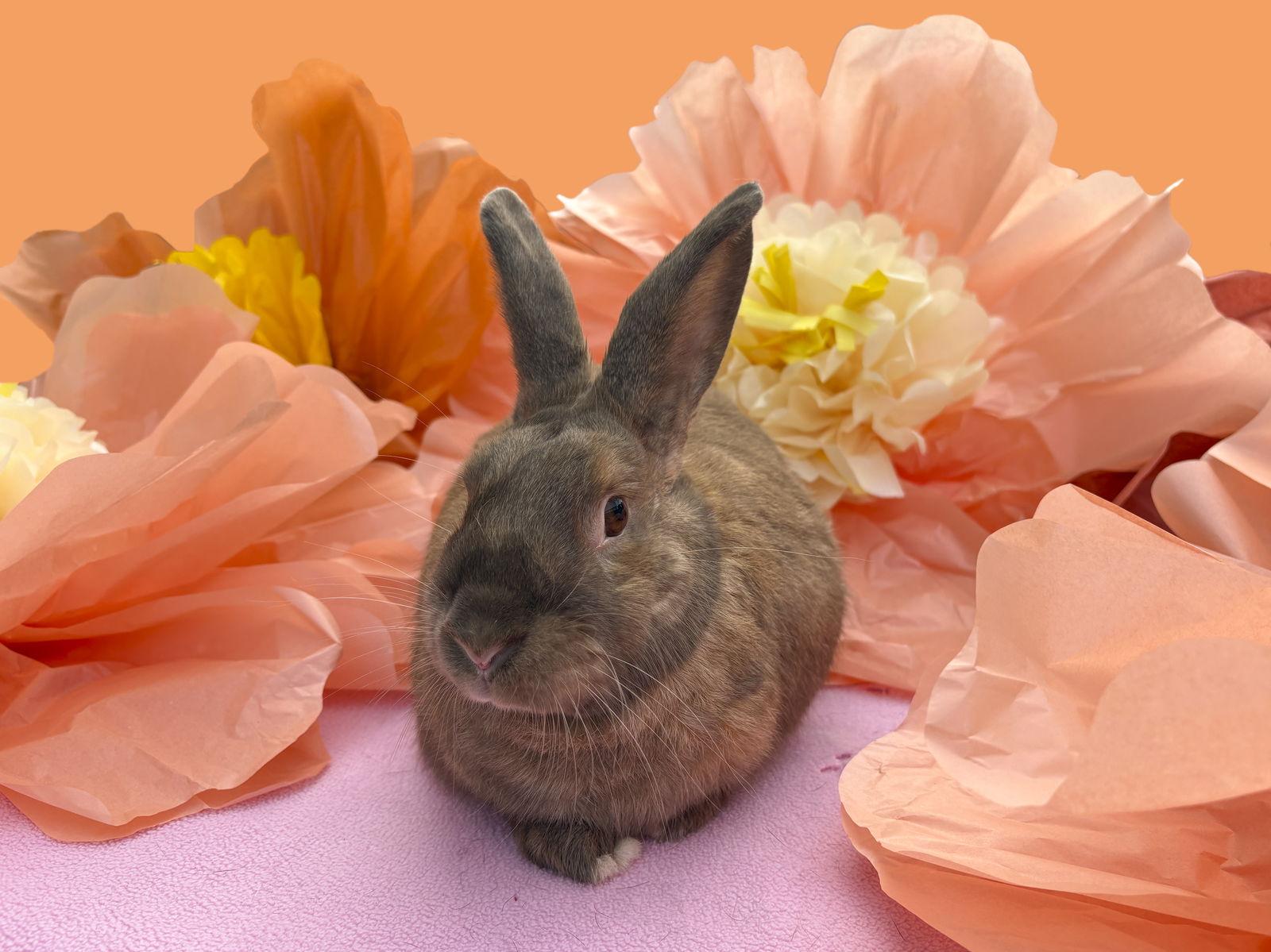 Sandrine, Adoptable, Young Female American & Harlequin.
