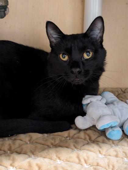Yin, a Adoptable Domestic Short Hair in Bloomsburg, PA image 1/3