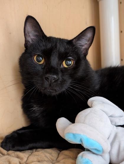 Yin, a Adoptable Domestic Short Hair in Bloomsburg, PA image 2/3