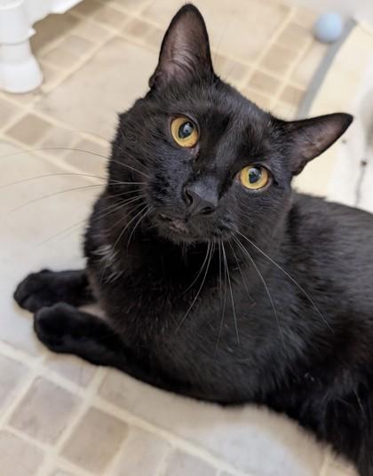 Enlarge Yin, a Adoptable Domestic Short Hair in Bloomsburg, PA image 1/3