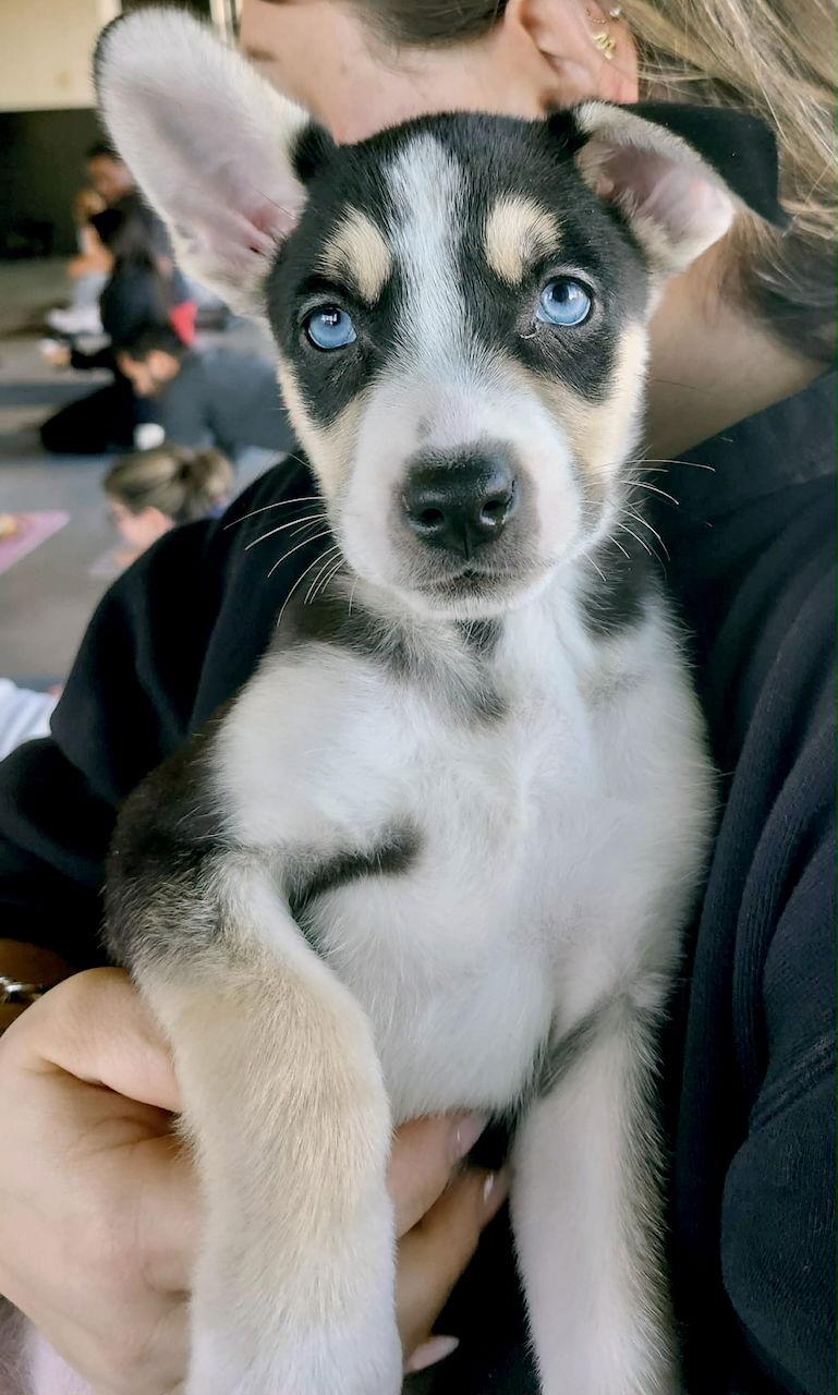 Enlarge X-Oat, a Adopted mixed breed in GILBERTS, IL image 1/3