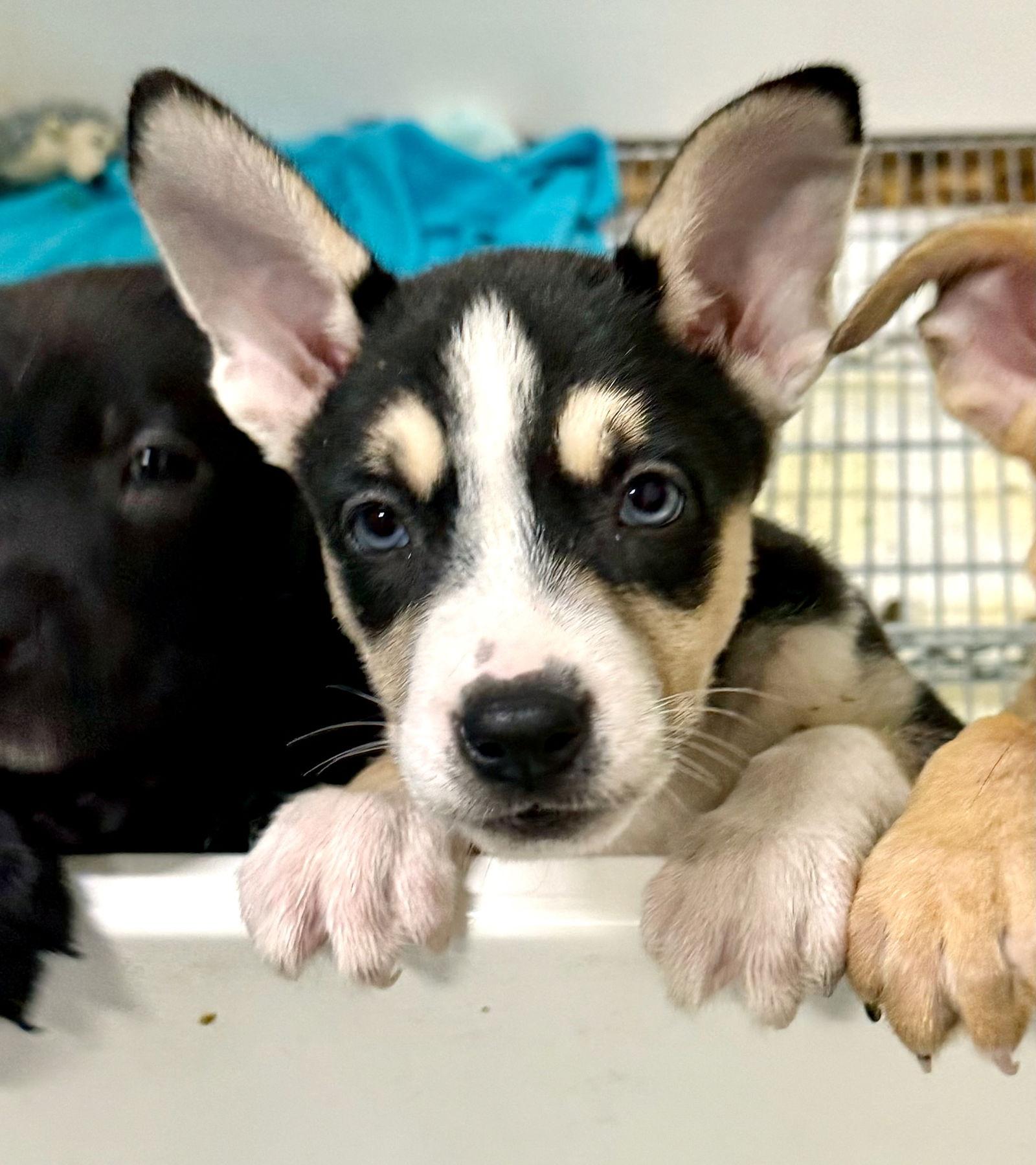 Enlarge X-Oat, a Adopted mixed breed in GILBERTS, IL image 2/3