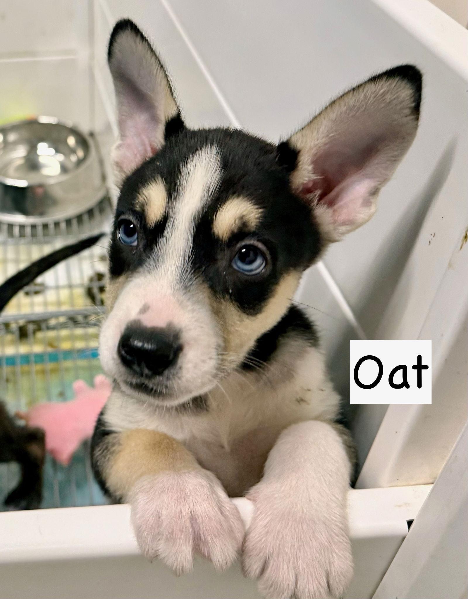 Enlarge X-Oat, a Adopted mixed breed in GILBERTS, IL image 3/3