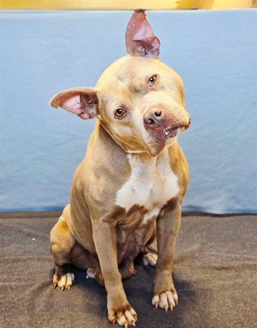 VANNA, Adoptable, Adult Female Pit Bull Terrier.