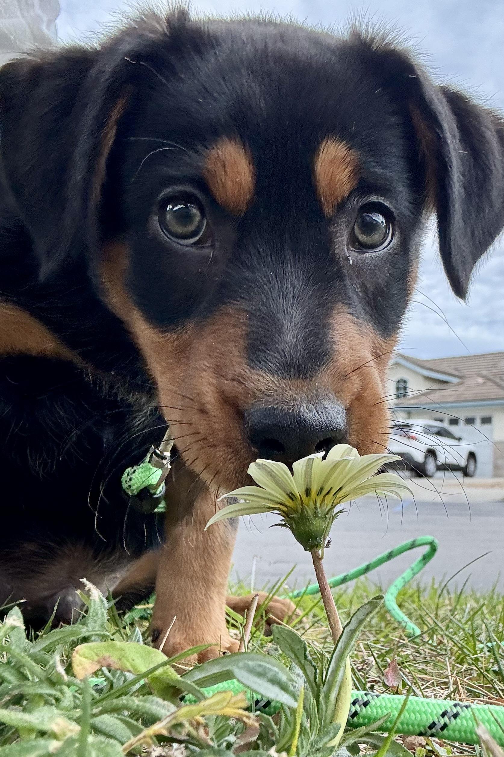 Enlarge Buddy, a ADOPTABLE mixed breed in Santa Maria, CA image 1/1