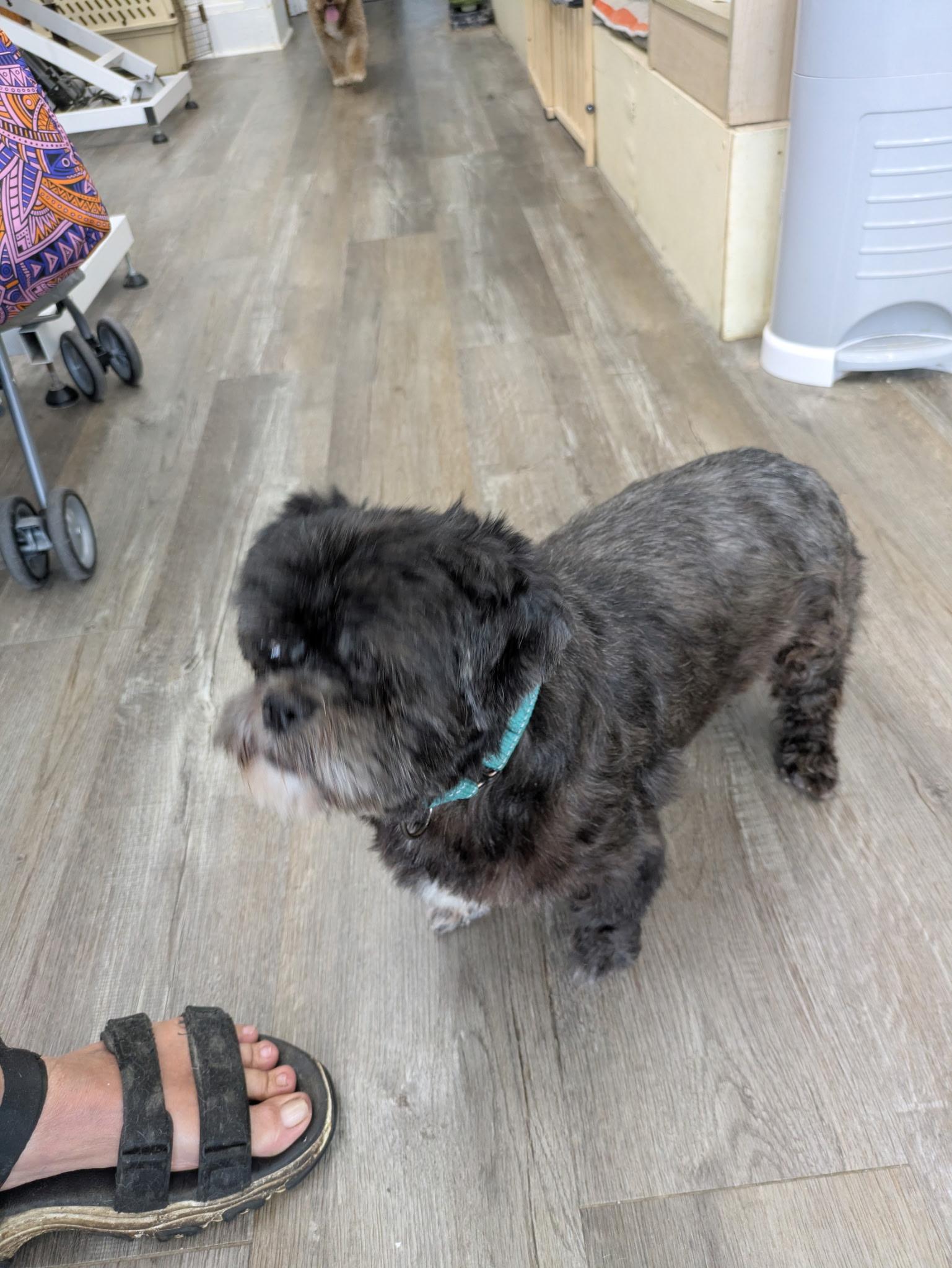 Jackie, Adopted, Senior Female Shih Tzu.
