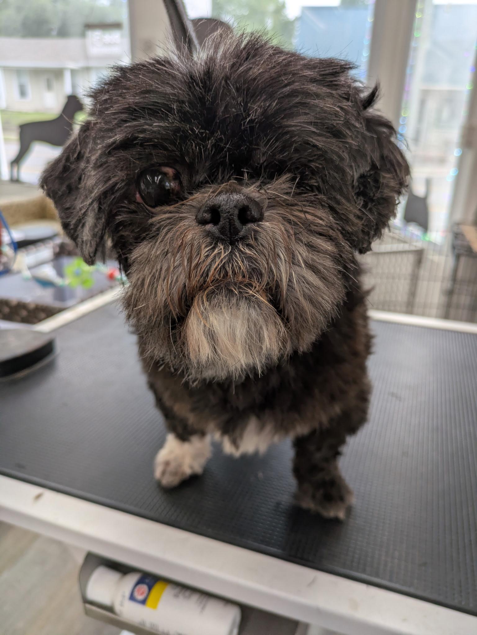 Jackie, a Adopted Shih Tzu in New Palestine, IN image 2/2