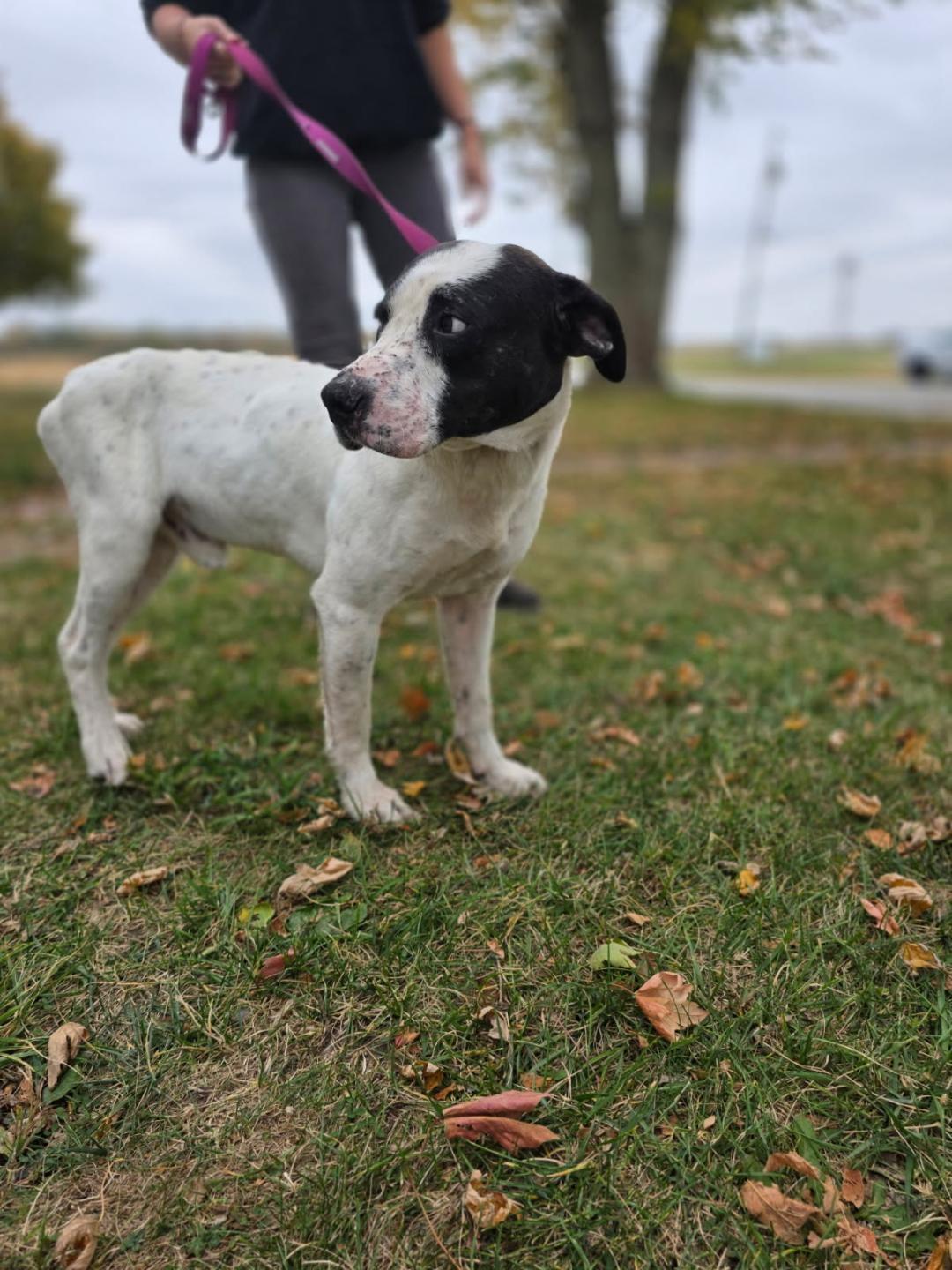 Enlarge Holmes, a ADOPTABLE mixed breed in Attica, IN image 1/1