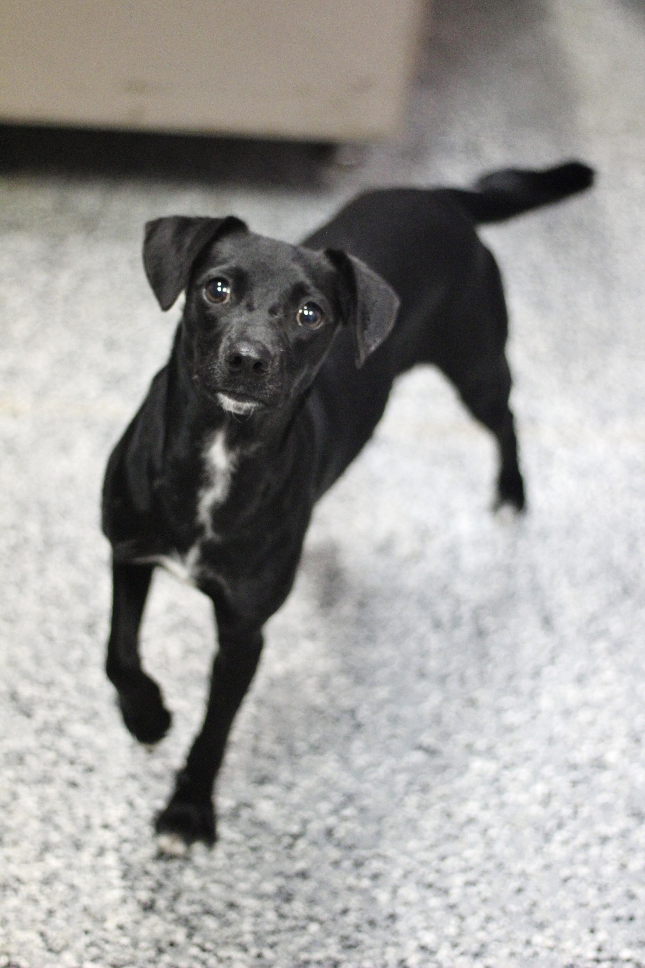Enlarge Carolina in NH. Come Meet our Adoptable Dogs Wednesday-Saturday. More info in Bio, a Adoptable mixed breed in Manchester, NH image 1/3