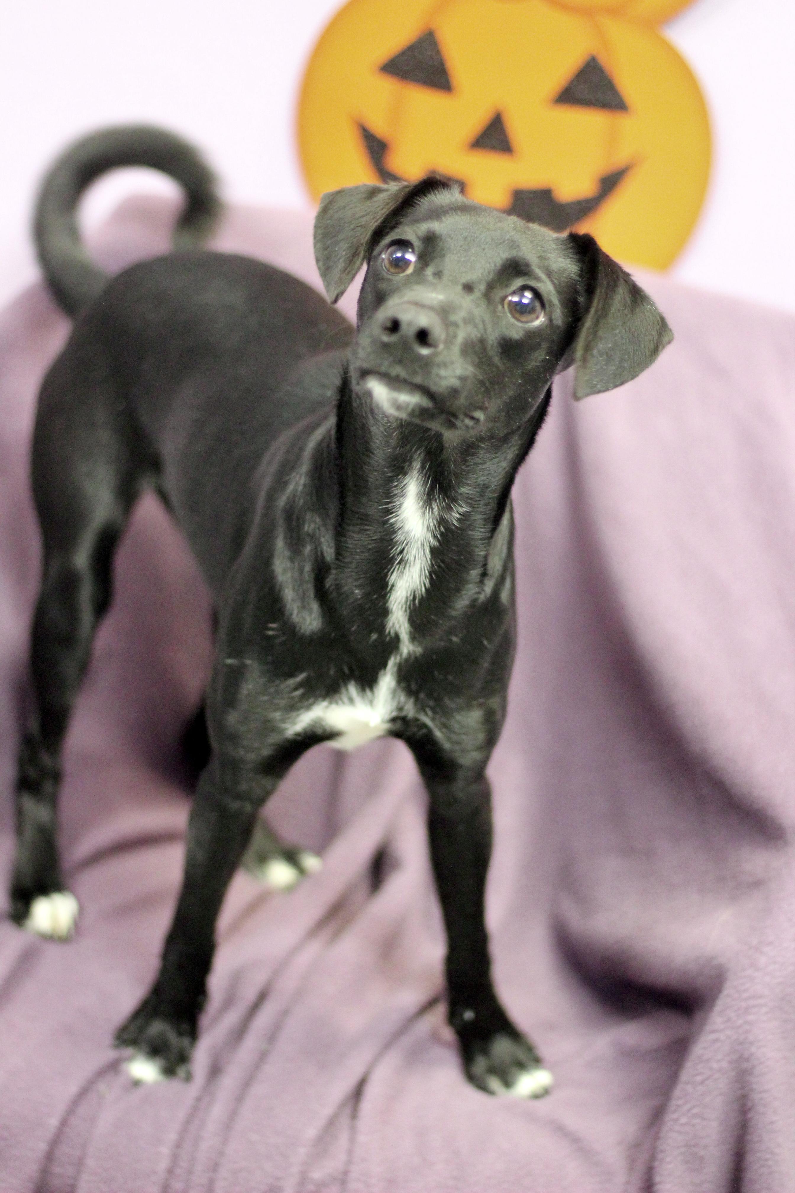 Enlarge Carolina in NH. Come Meet our Adoptable Dogs Wednesday-Saturday. More info in Bio, a Adoptable mixed breed in Manchester, NH image 2/3