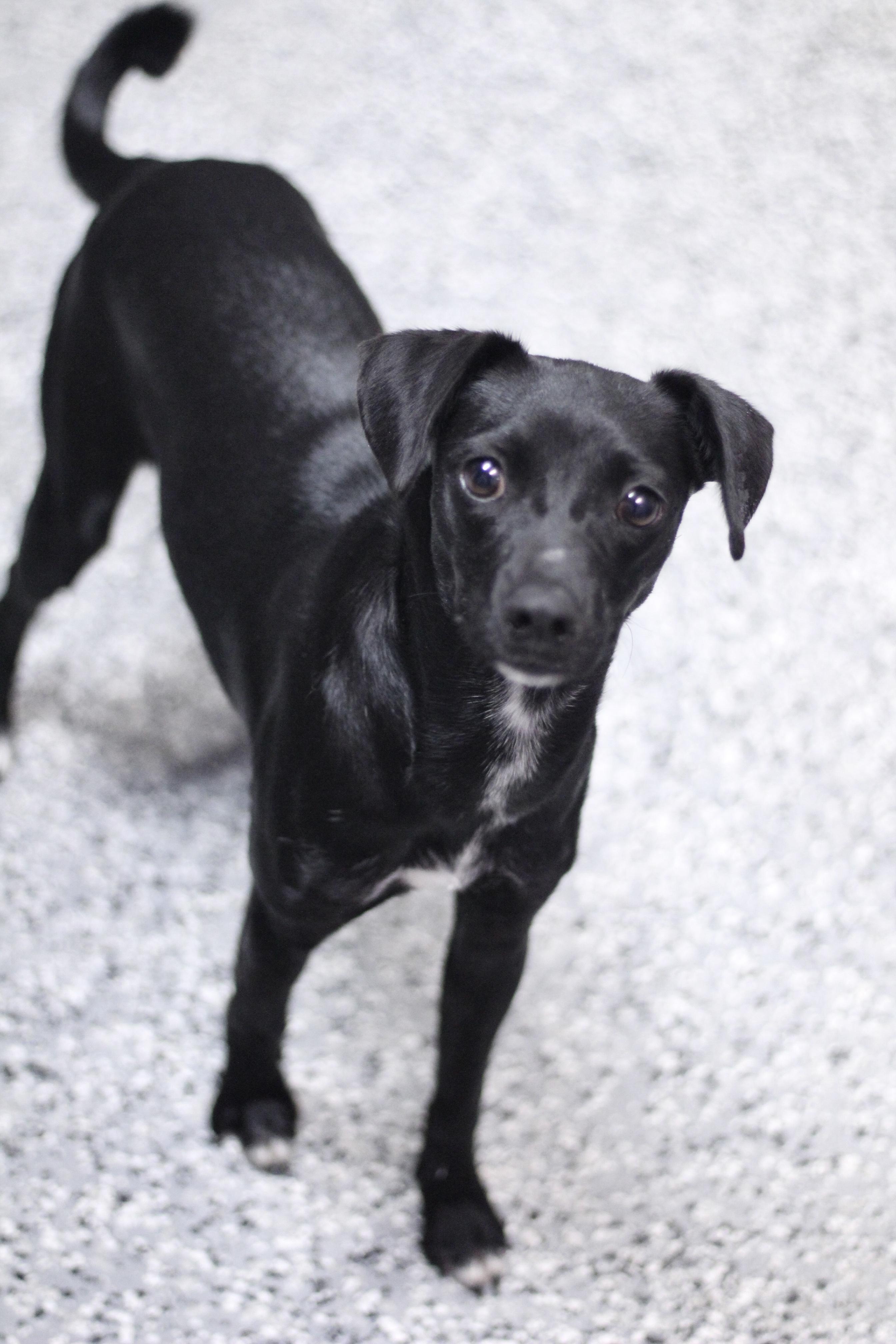 Enlarge Carolina in NH. Come Meet our Adoptable Dogs Wednesday-Saturday. More info in Bio, a Adoptable mixed breed in Manchester, NH image 3/3