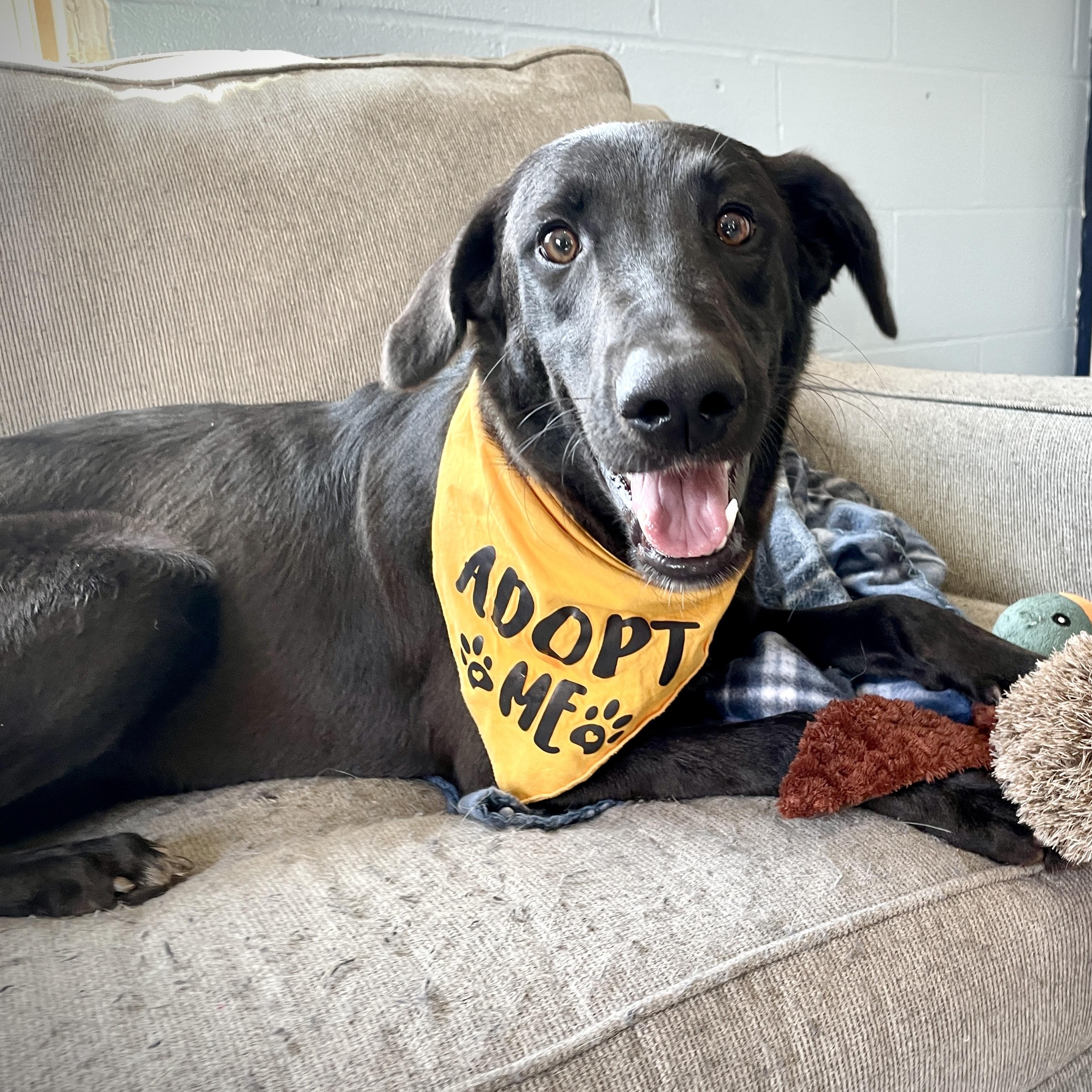 Pepper, a Adopted mixed breed in Salem, MO image 2/5