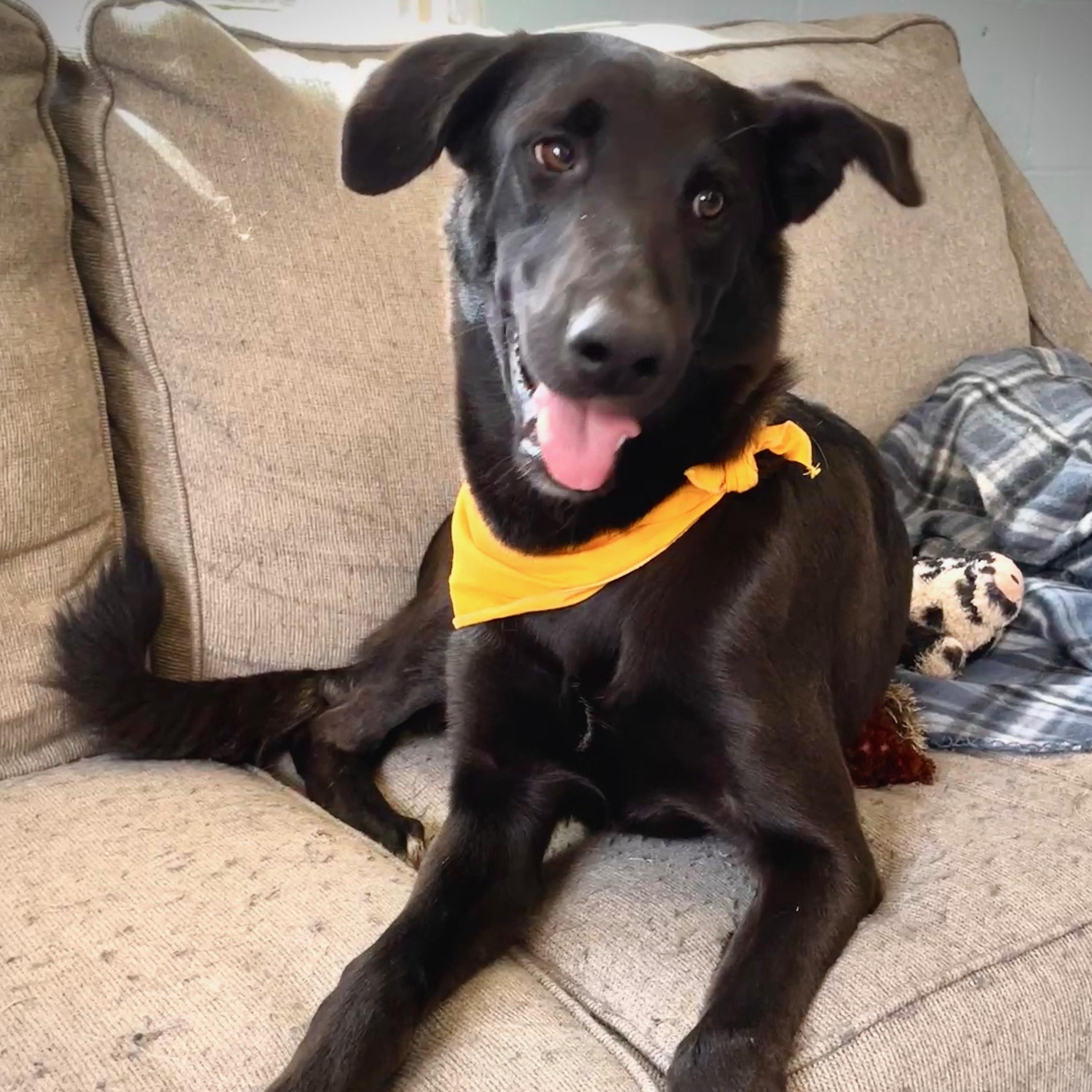 Pepper, a Adopted mixed breed in Salem, MO image 4/5