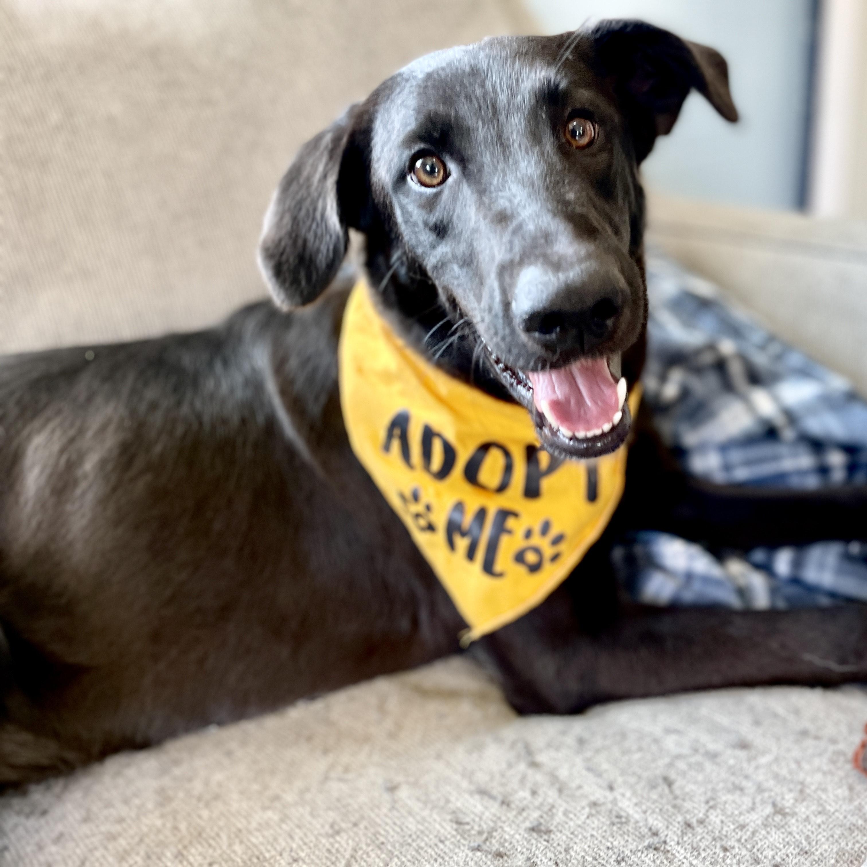 Pepper, a Adopted mixed breed in Salem, MO image 1/5
