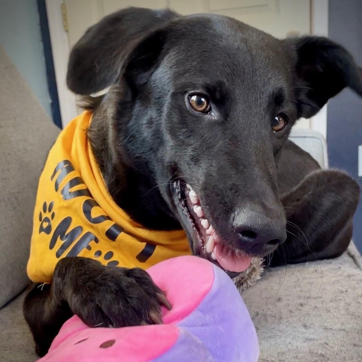 Pepper, a Adopted mixed breed in Salem, MO image 3/5