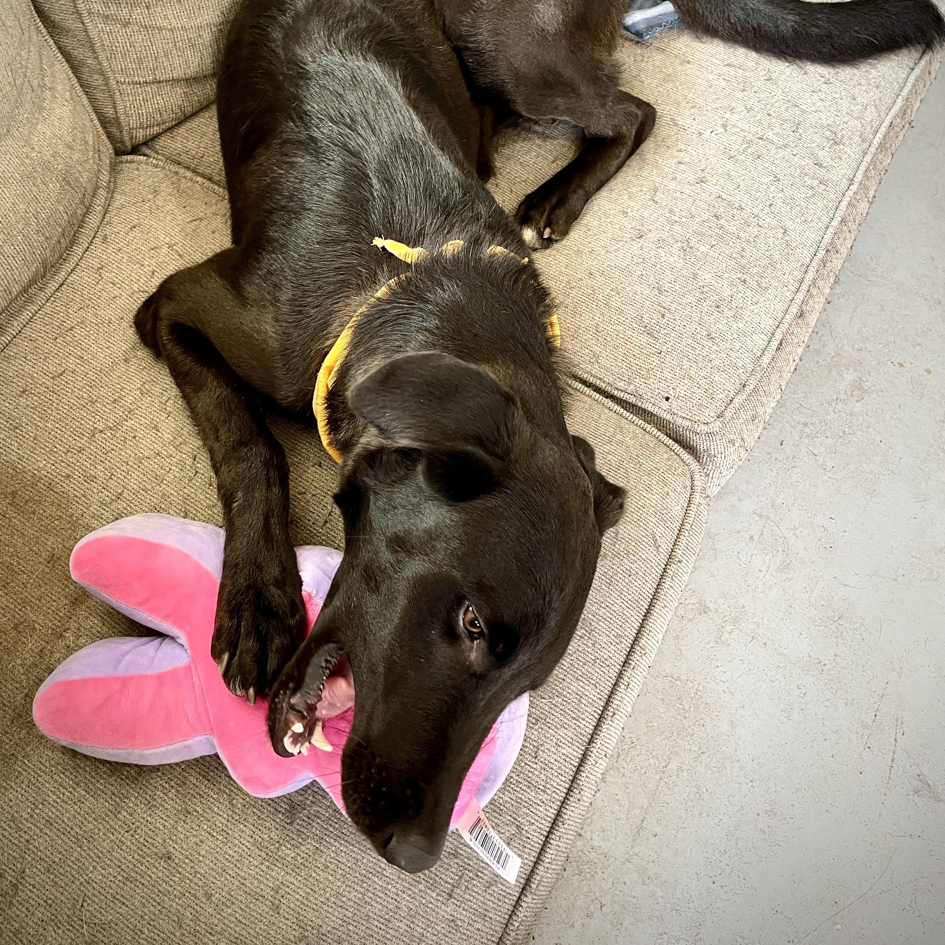 Pepper, a Adopted mixed breed in Salem, MO image 5/5