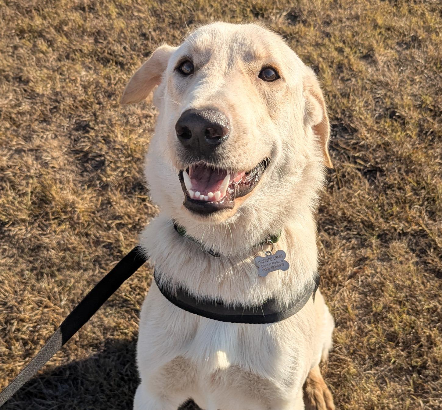 Chevy, Adopted, Adult Male Great Pyrenees & German Shepherd Dog.