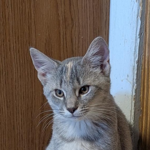 Torpedo, a ADOPTABLE Domestic Short Hair in Reisterstown, MD image 1/5
