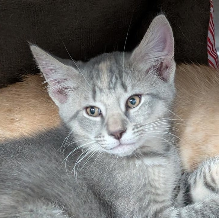 Torpedo, ADOPTABLE, Kitten Female Domestic Short Hair.