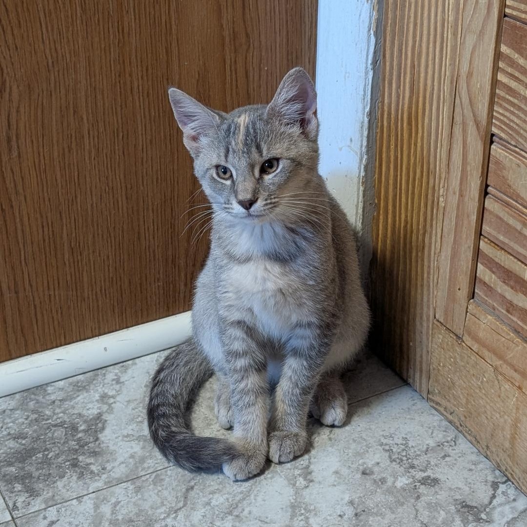 Torpedo, a ADOPTABLE Domestic Short Hair in Reisterstown, MD image 3/5