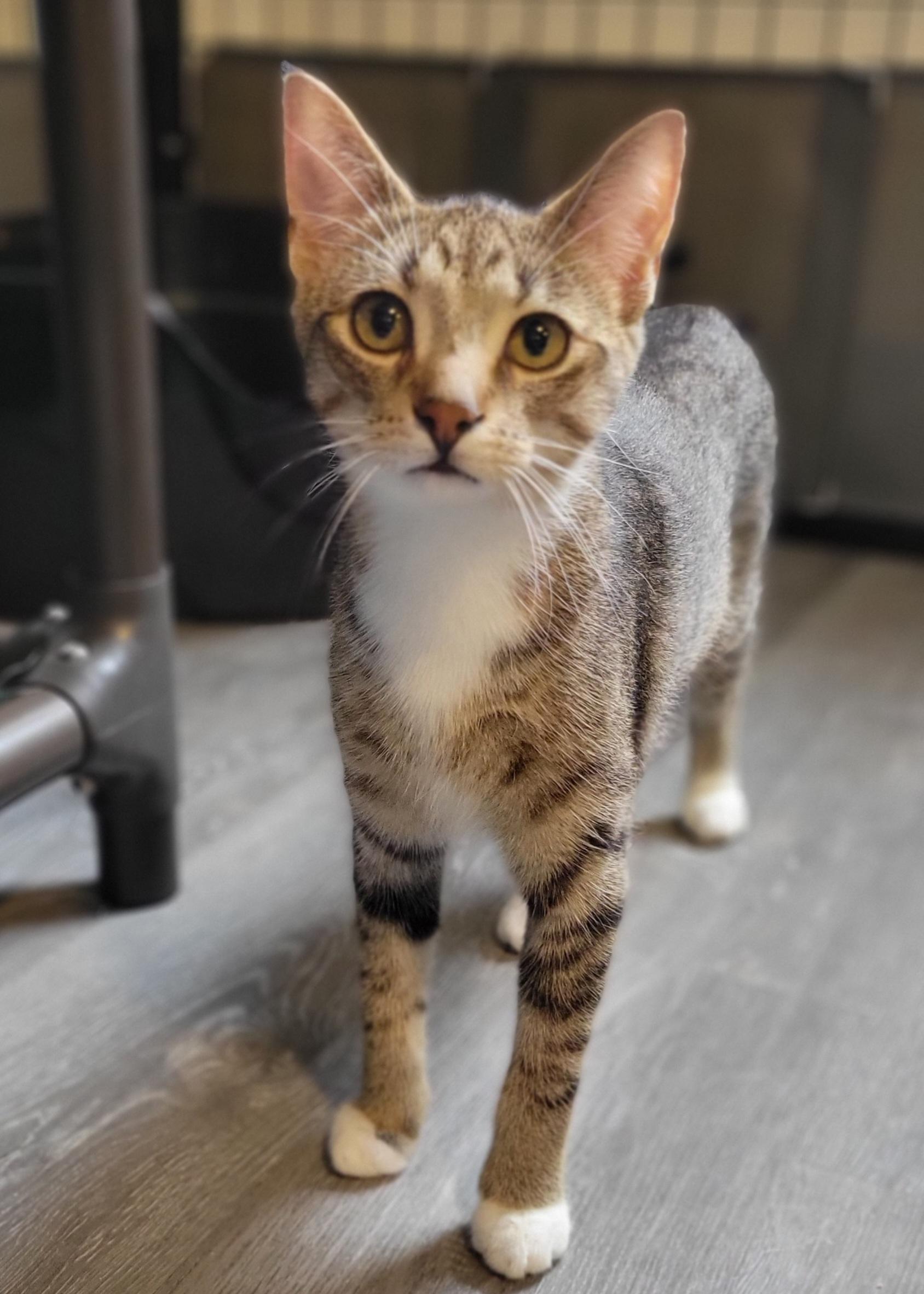 Enlarge Carolina Reaper, a Adoptable Domestic Short Hair in Swartz Creek, MI image 3/3