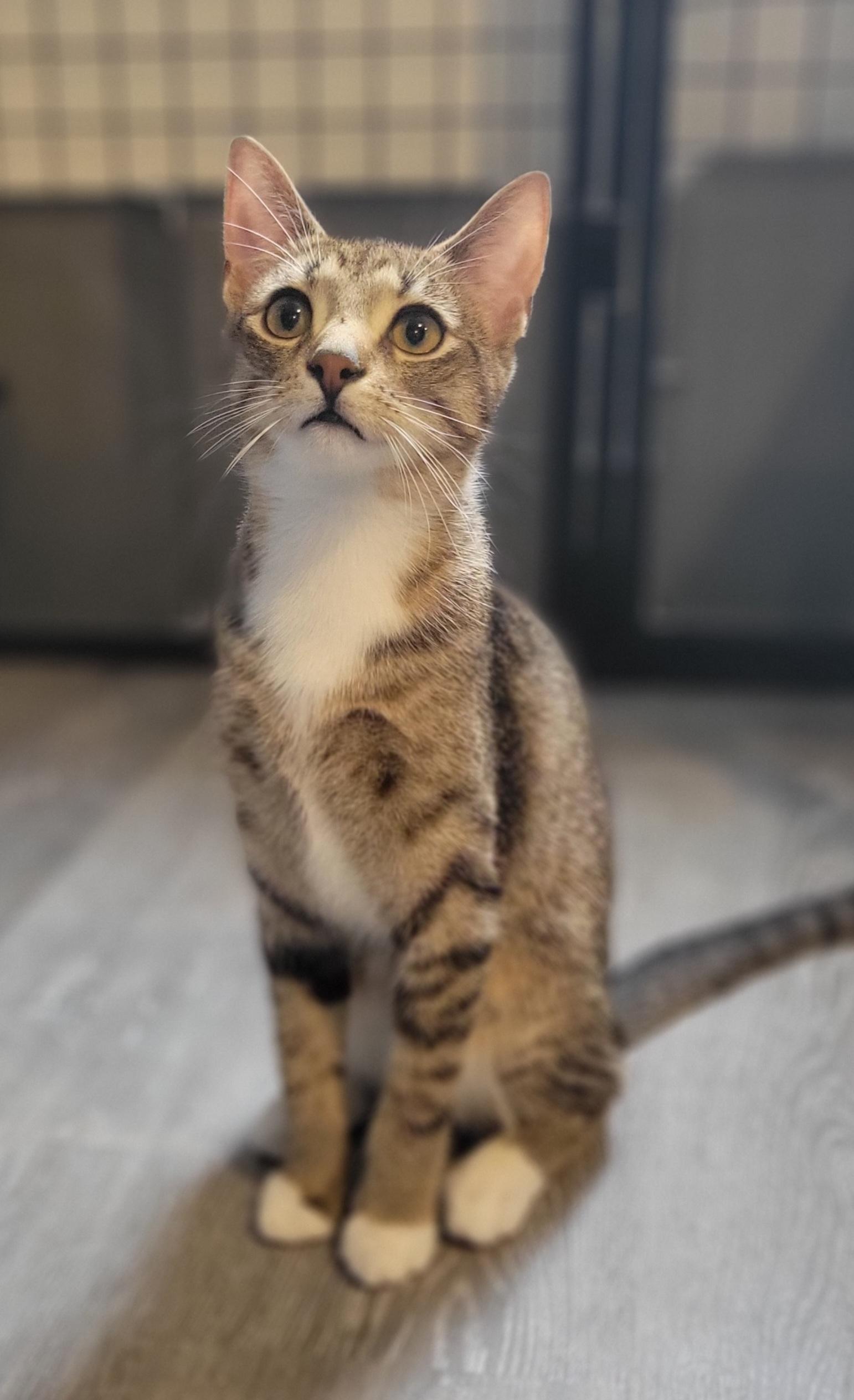 Enlarge Carolina Reaper, a Adoptable Domestic Short Hair in Swartz Creek, MI image 2/3
