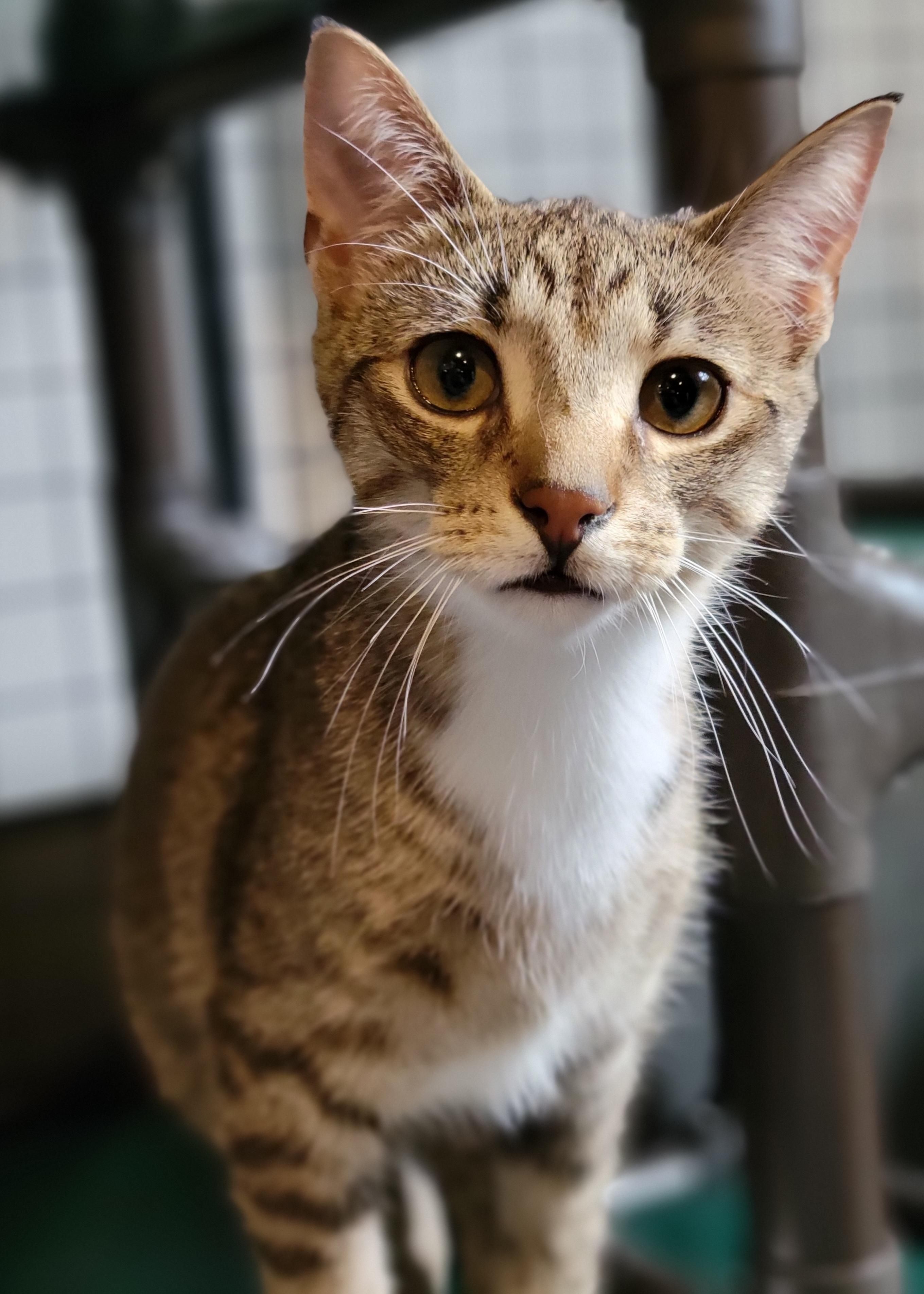 Carolina Reaper, Adoptable, Young Male Domestic Short Hair.