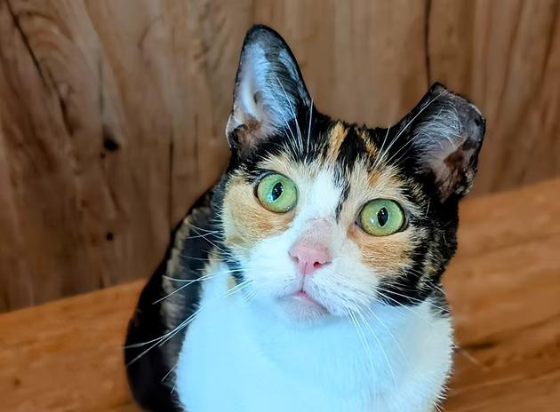 Grenadine, Adult Female Domestic Short Hair