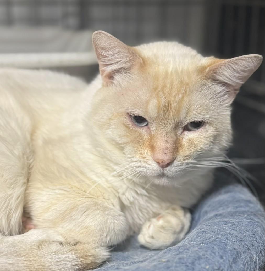 2yrredpointmaletwin1, Adoptable, Adult Male Siamese.