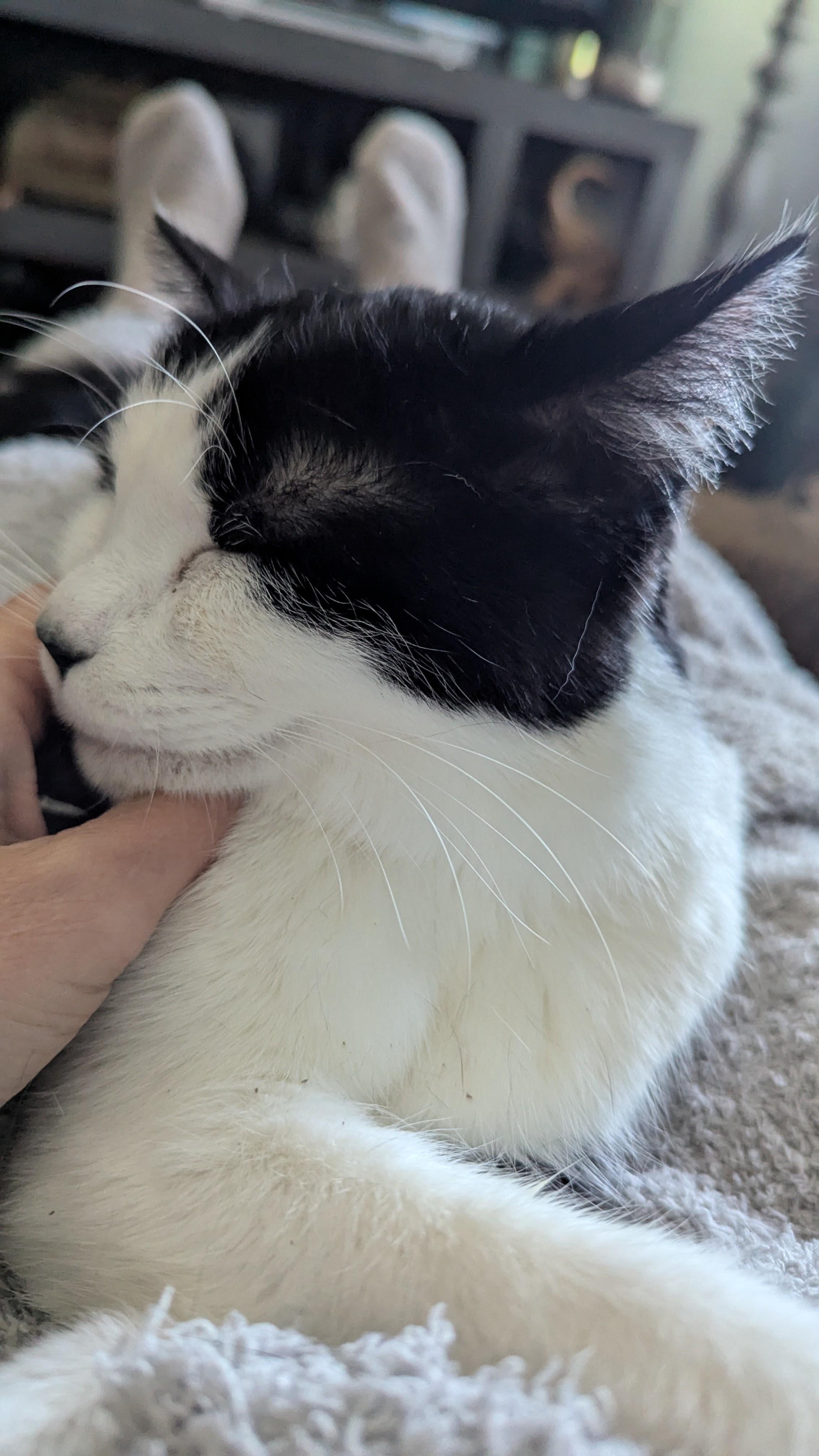 Willie, a Adoptable Domestic Short Hair in Eagan, MN image 1/5