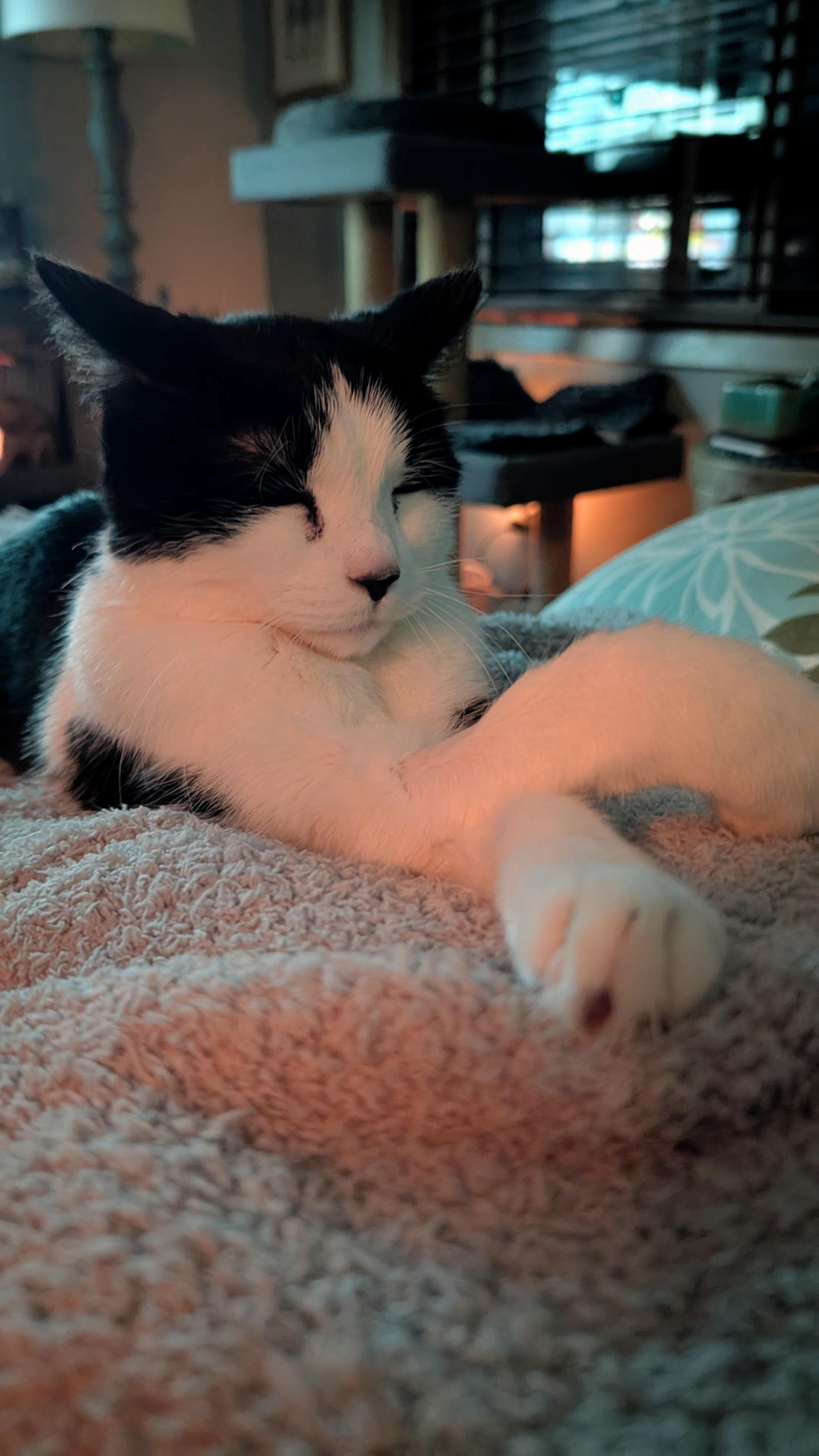 Willie, a Adoptable Domestic Short Hair in Eagan, MN image 2/5