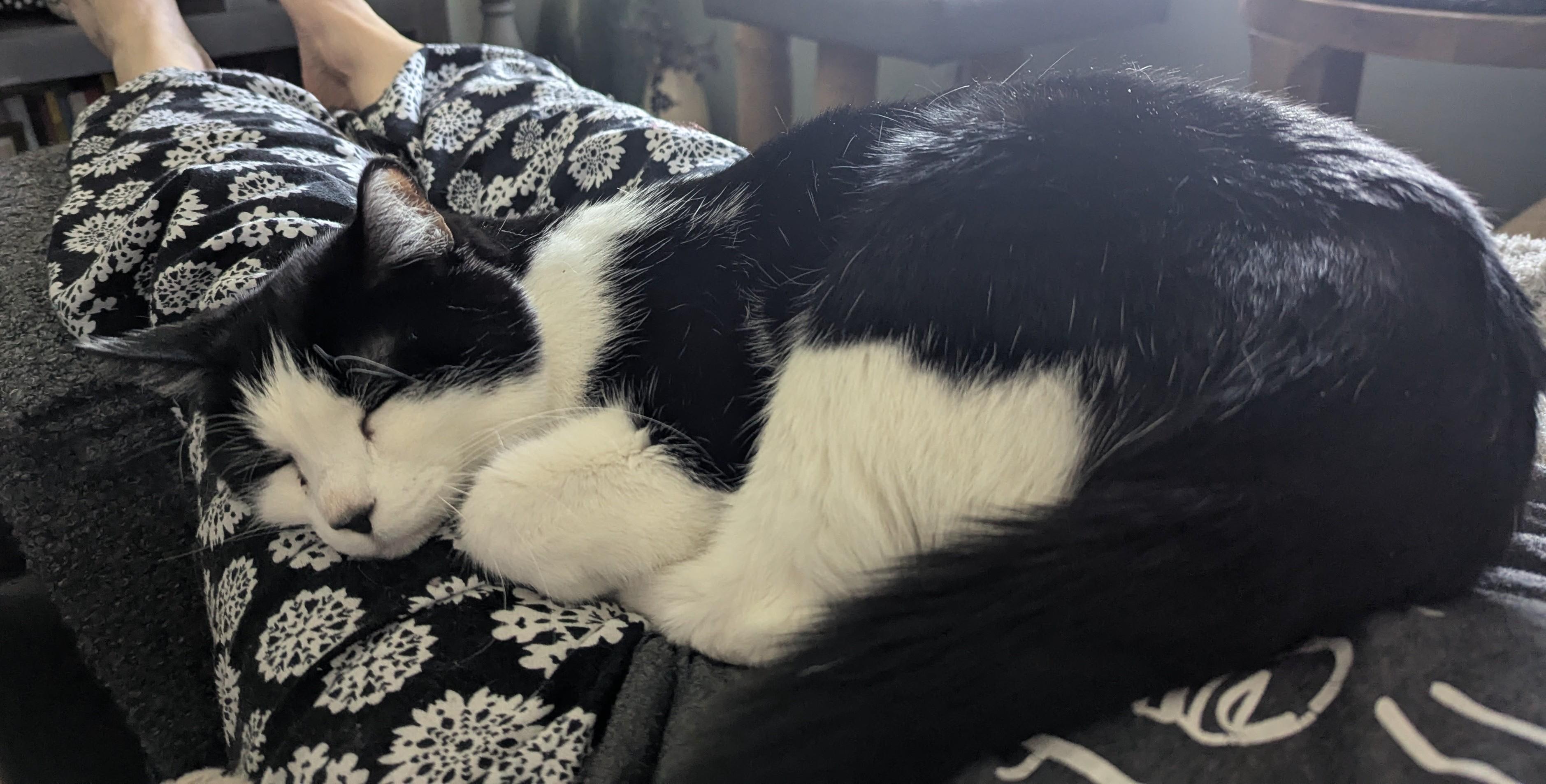 Willie, Adoptable, Senior Male Domestic Short Hair.