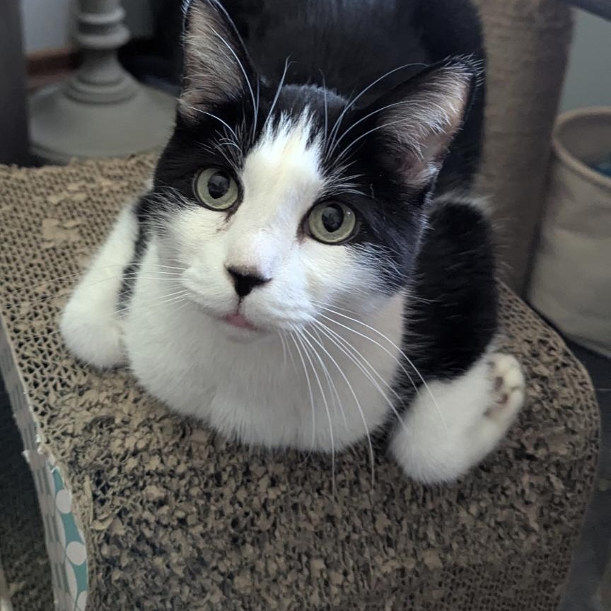 Willie, Adoptable, Senior Male Domestic Short Hair.