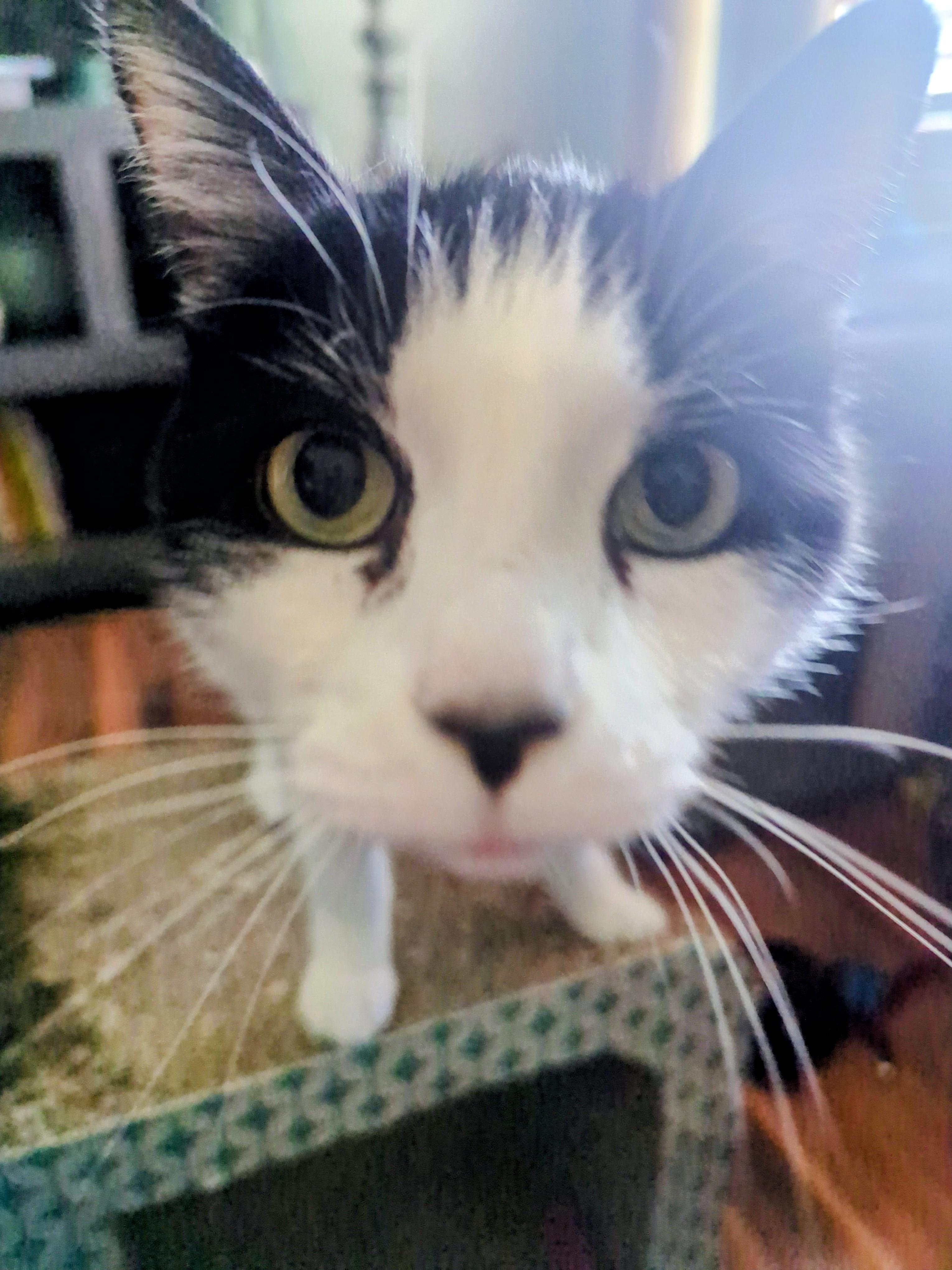 Willie, a Adoptable Domestic Short Hair in Eagan, MN image 5/5