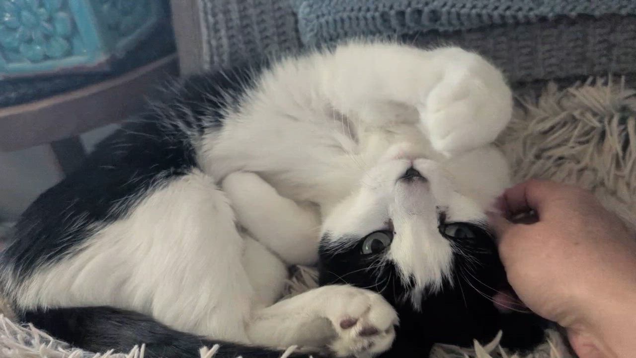 Enlarge Willie, a Adoptable Domestic Short Hair in Eagan, MN video 2/6