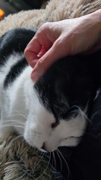 Enlarge Willie, a Adoptable Domestic Short Hair in Eagan, MN video 3/6
