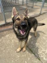 Magic, ADOPTABLE, Adult Male German Shepherd Dog.